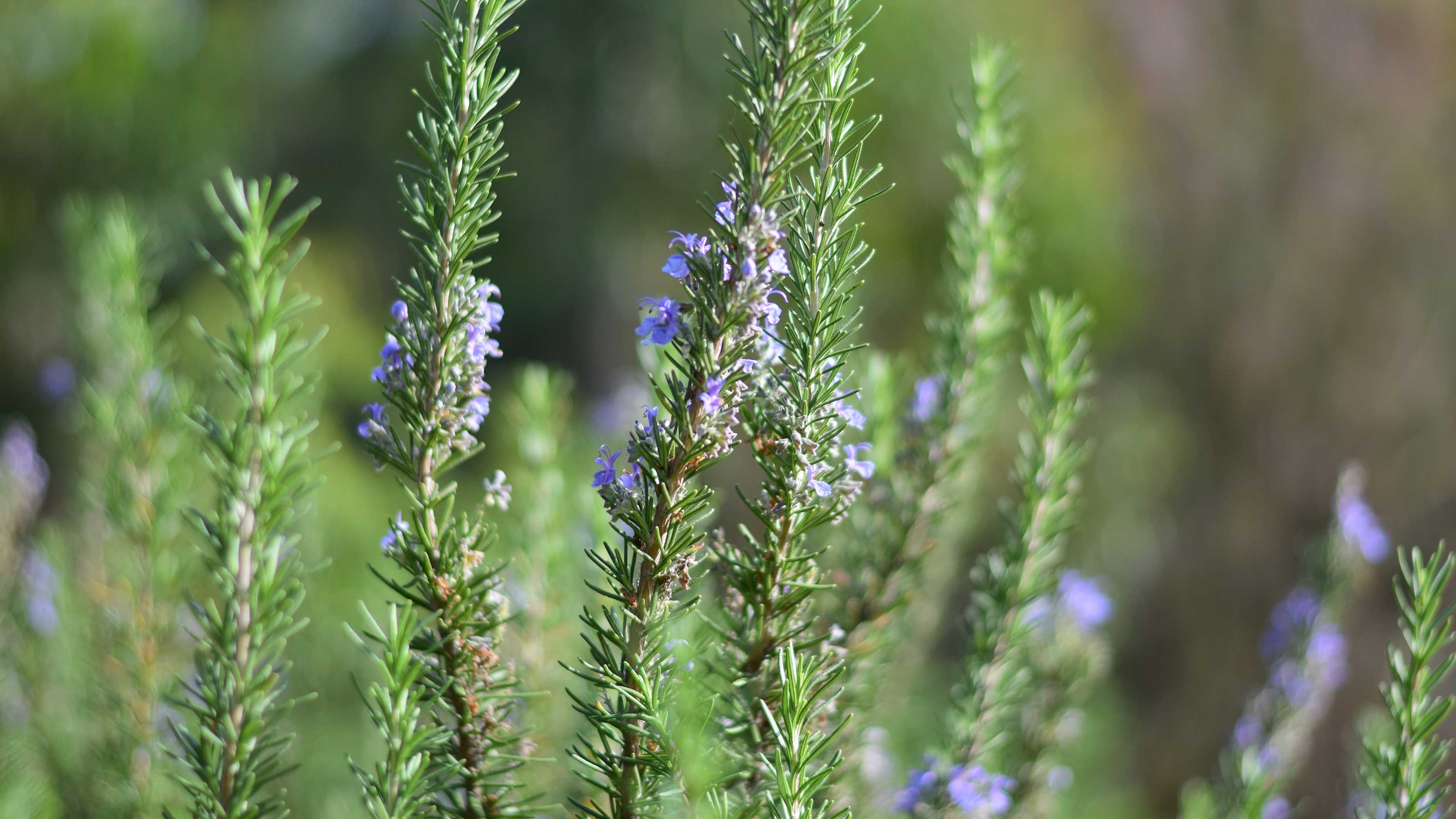 Flowering, Rosemary (Herb) Wallpaper, 3200x1800 HD Desktop