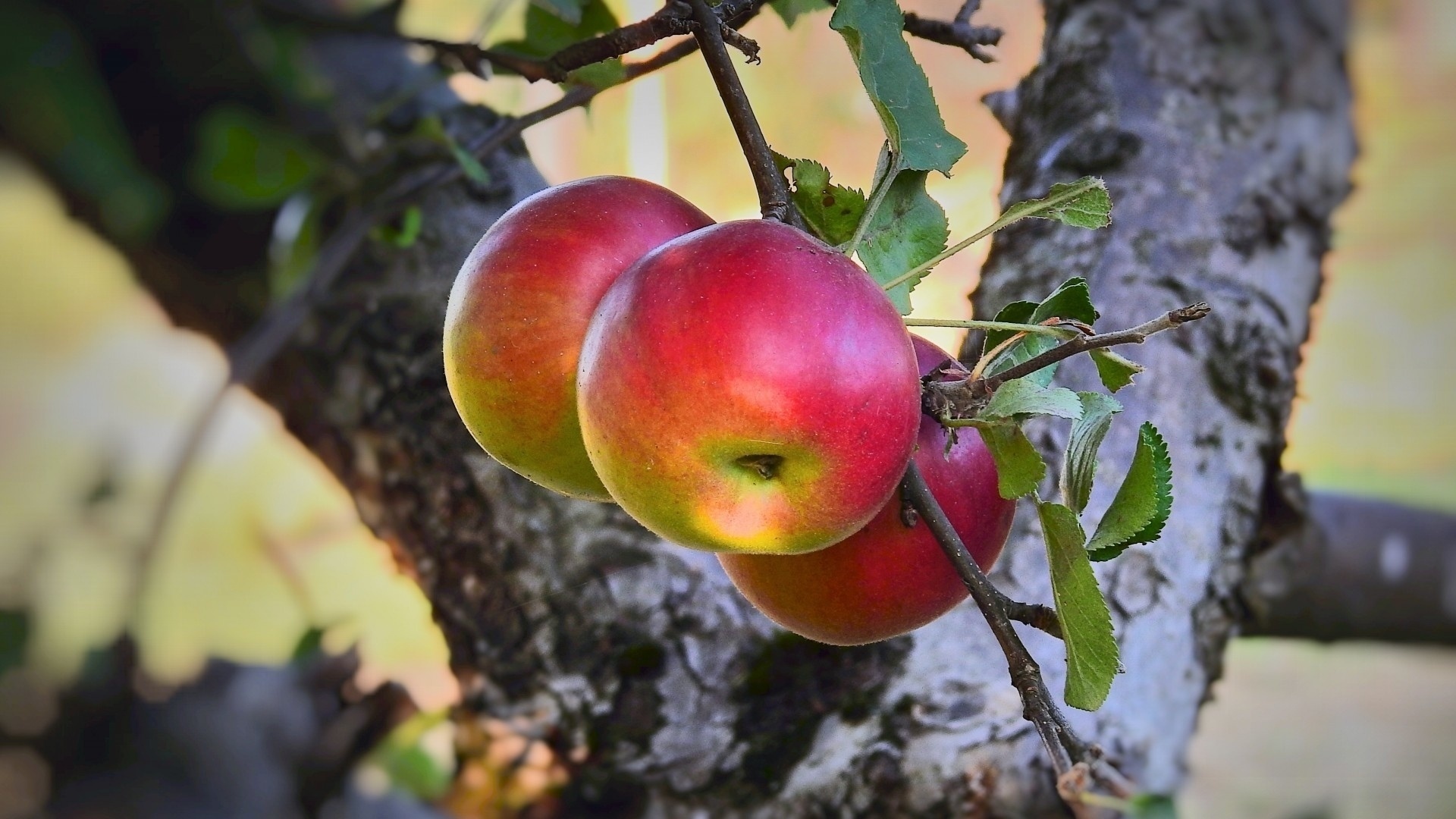 Idared, Apple Trees Wallpaper, 1920x1080 Full HD Desktop