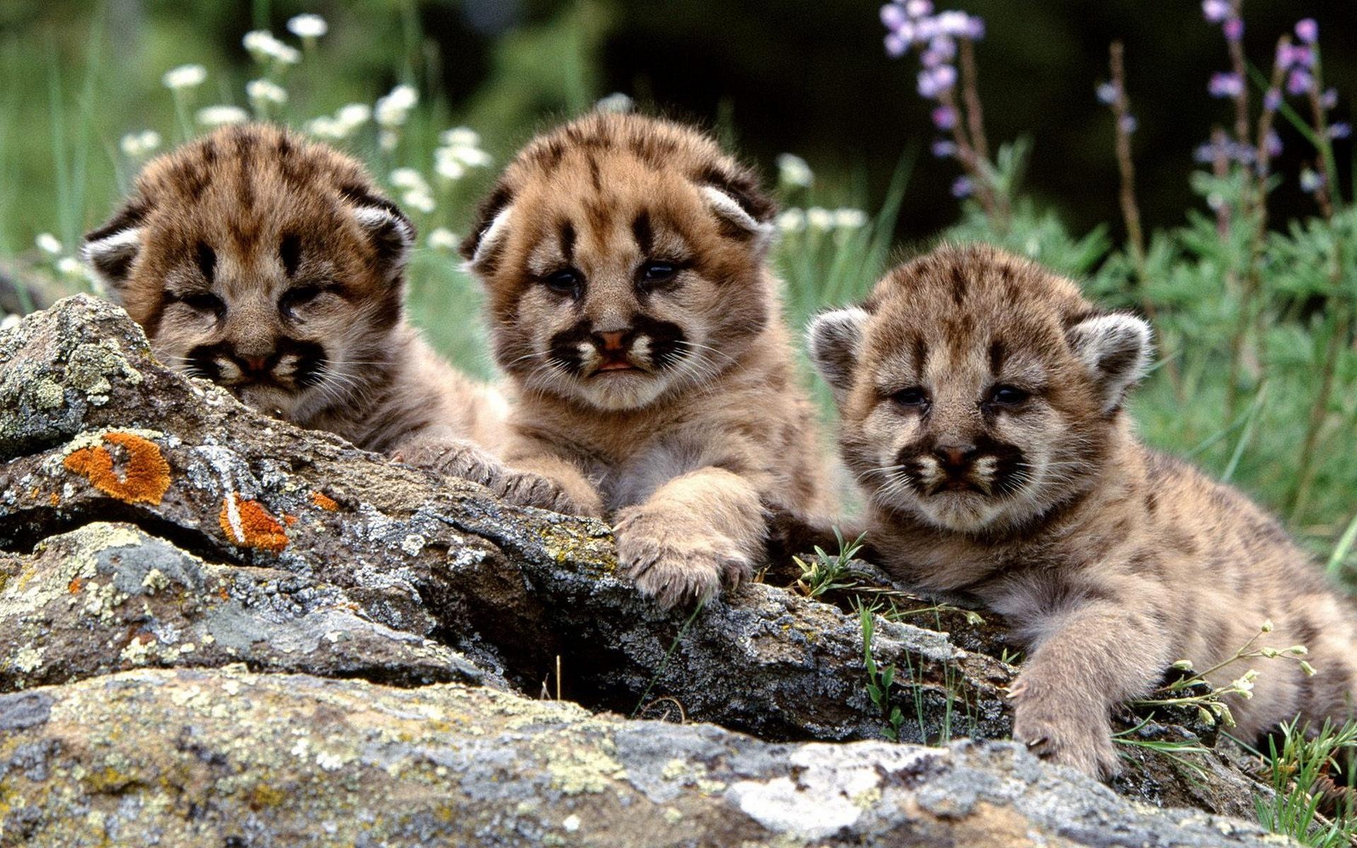 Cougars, Baby Animal Wallpaper, 1920x1200 HD Desktop