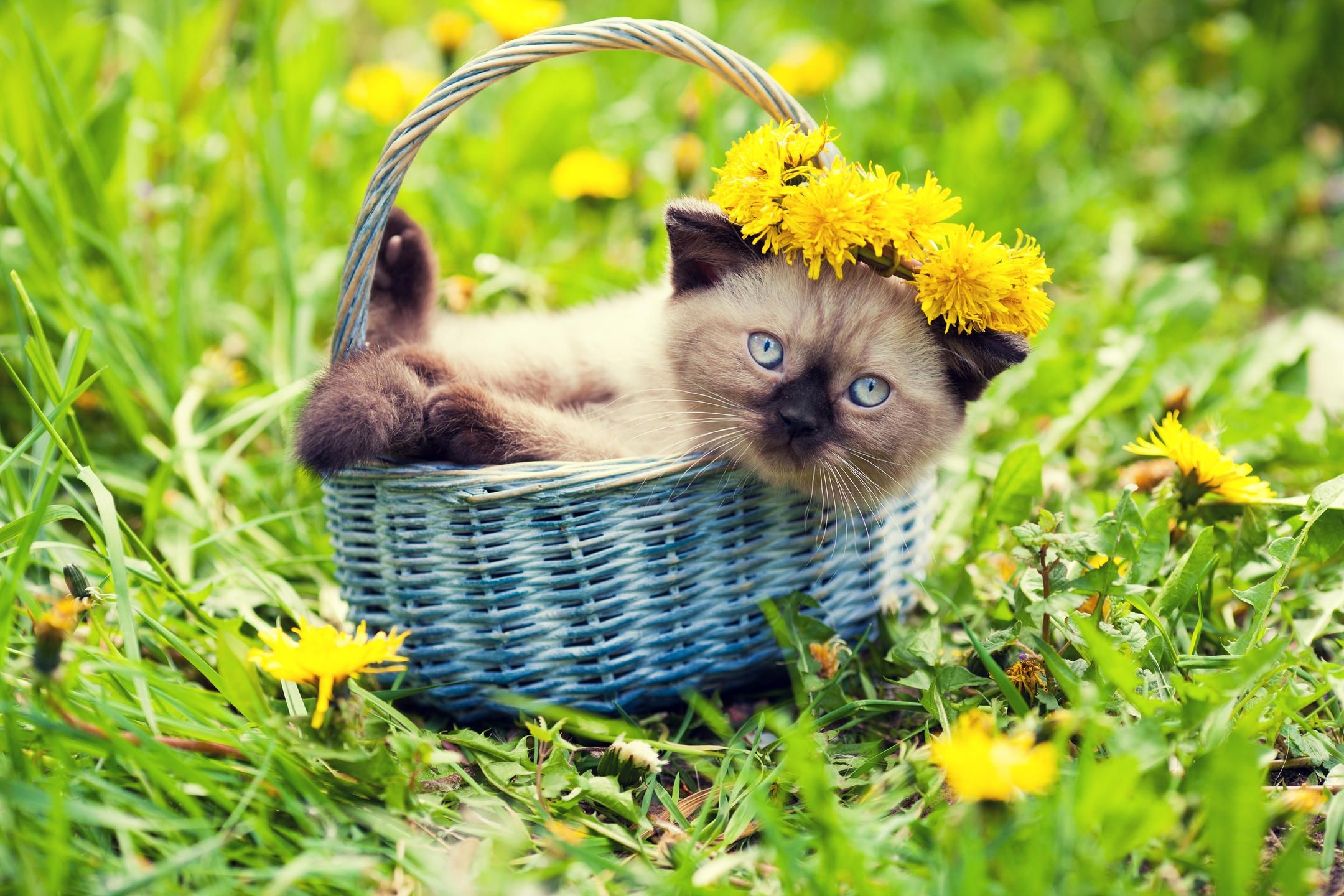 Play overall Birmans, Gentle cats that, Enjoy a good, Overall Birmans, 2160x1440 HD Desktop