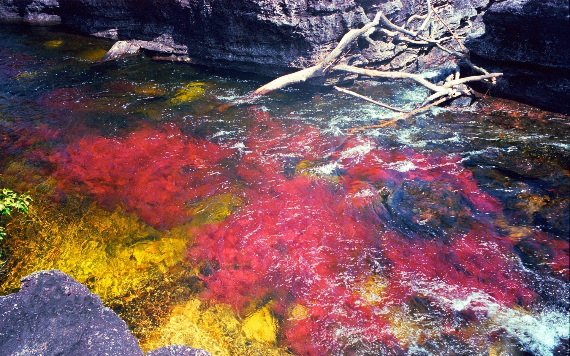 Serrania de la Macarena, Cao Cristales, HD wallpaper, Background, 1920x1200 HD Desktop