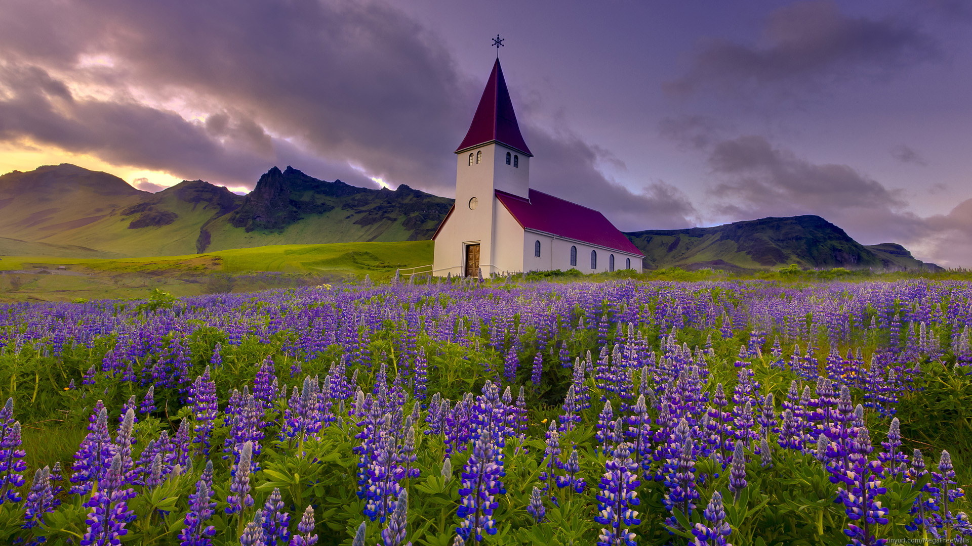 Bluebonnet, Lupine field, Church background, Captivating scene, 1920x1080 Full HD Desktop