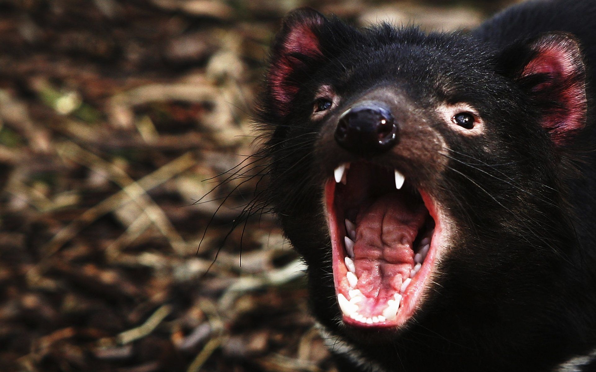 Tasmanian Devil wallpapers, Top free, Devil backgrounds, HD, 1920x1200 HD Desktop