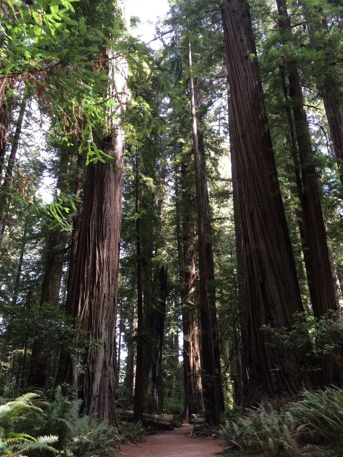 Ancient giants, Lush greenery, Majestic woodlands, Nature reserve, 1450x1930 HD Phone