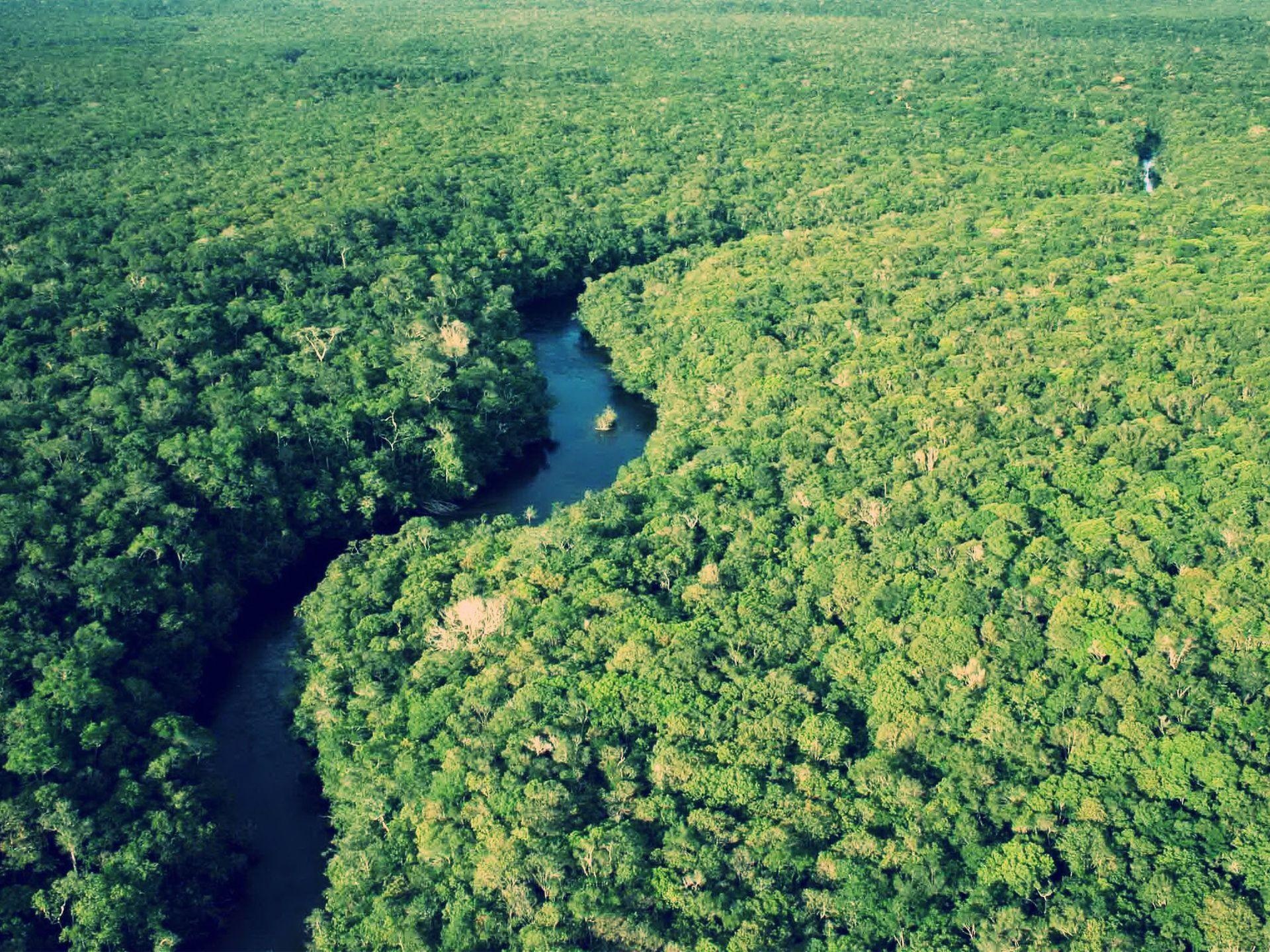 Rainforest dreams, Stunning wallpapers, Nature's splendor, Captivating beauty, 1920x1440 HD Desktop