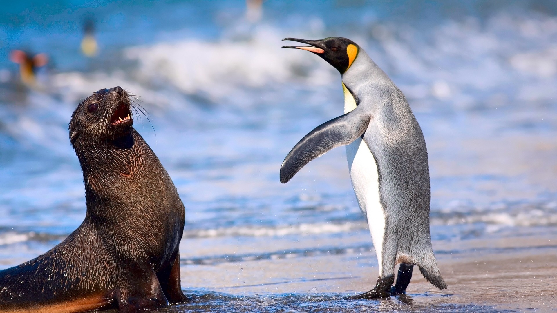 Antarctic continent, Penguin paradise, Kde store, Penguin exploration, 1920x1080 Full HD Desktop