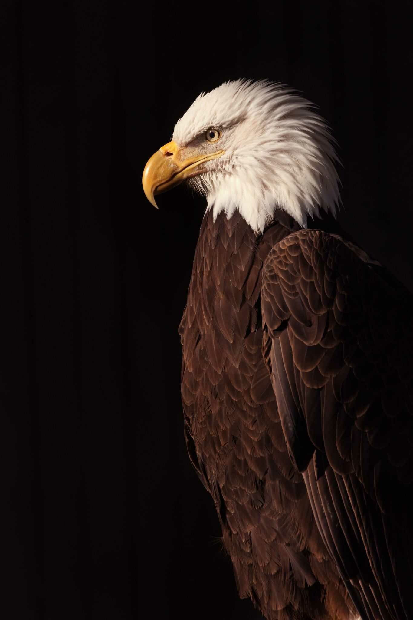 Awesome HD wallpapers, Captivating bald eagle, Beautiful plumage, Stunning nature, 1370x2050 HD Phone