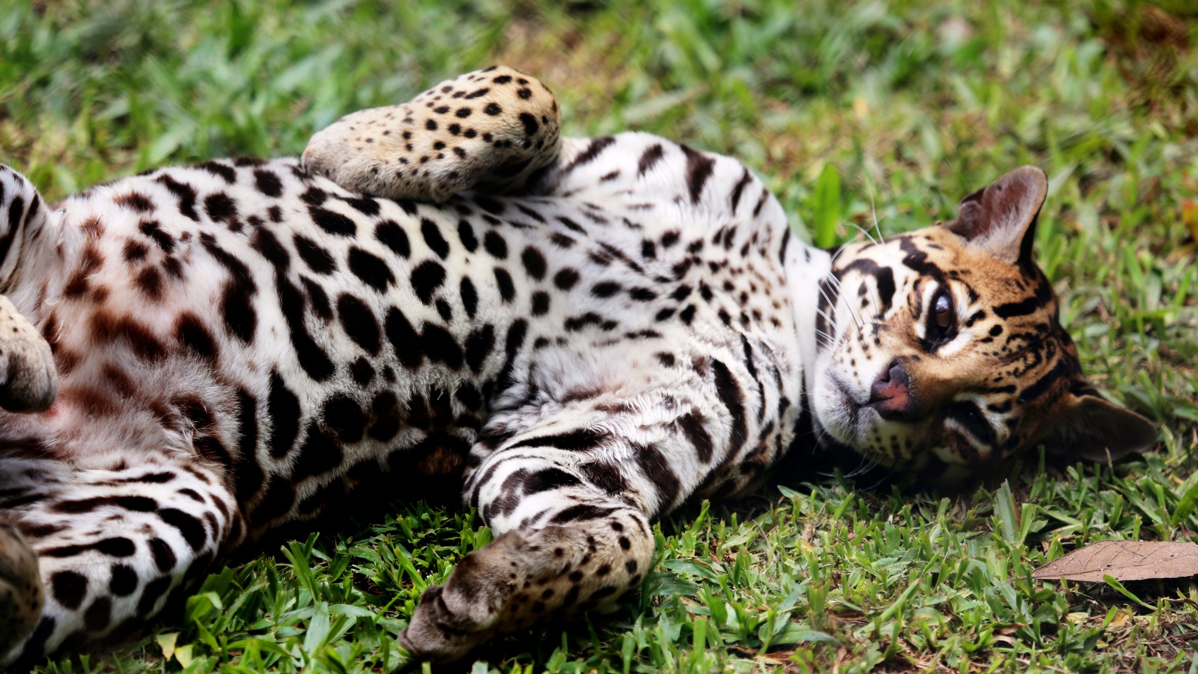 Ocelot, Lying 5k wallpaper, UHD resolution, Relaxing pose, 3840x2160 4K Desktop