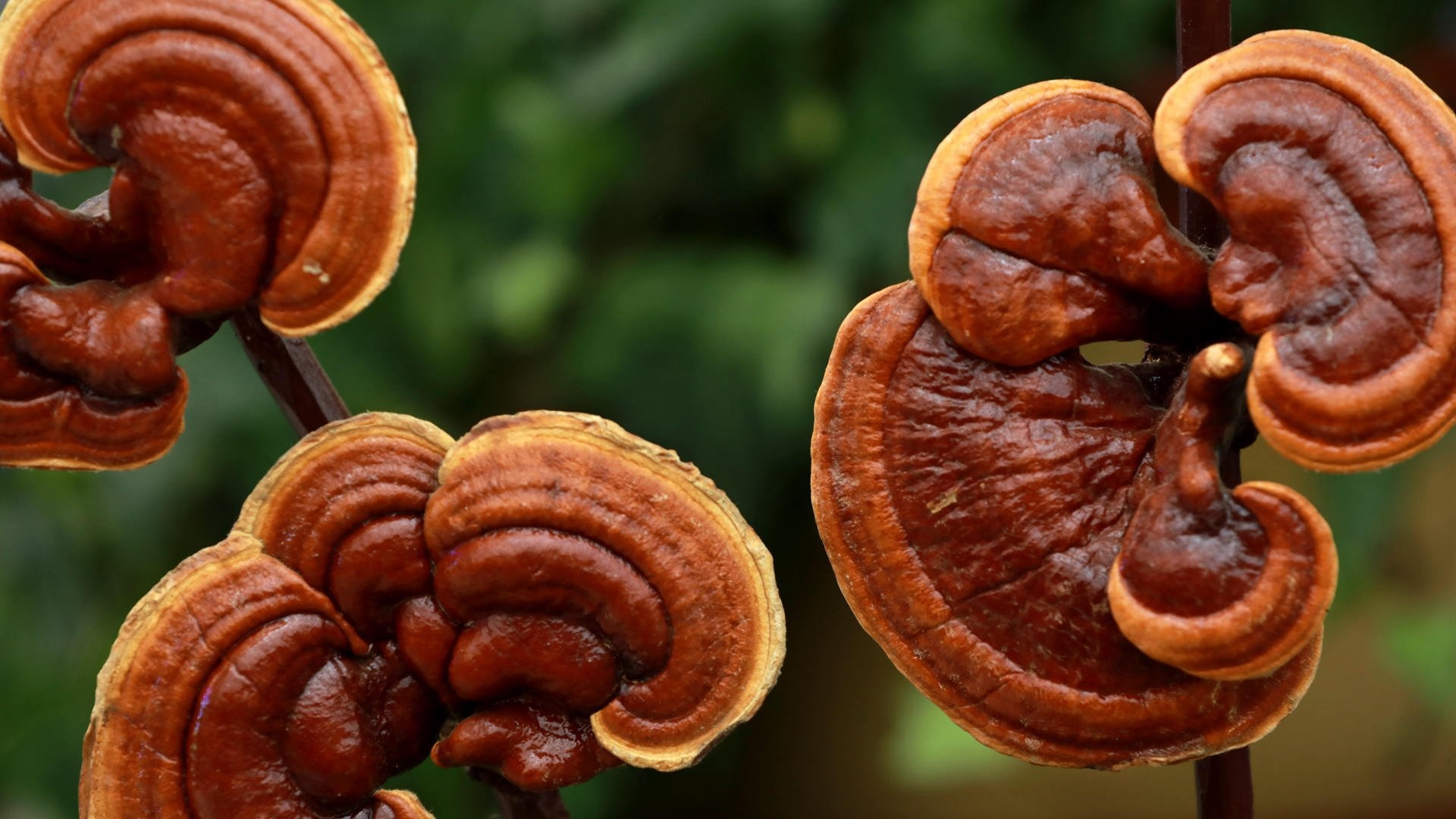 Reishi mushrooms, Culinary use, Lingzhi mushrooms, Gourmet ingredient, 1920x1080 Full HD Desktop