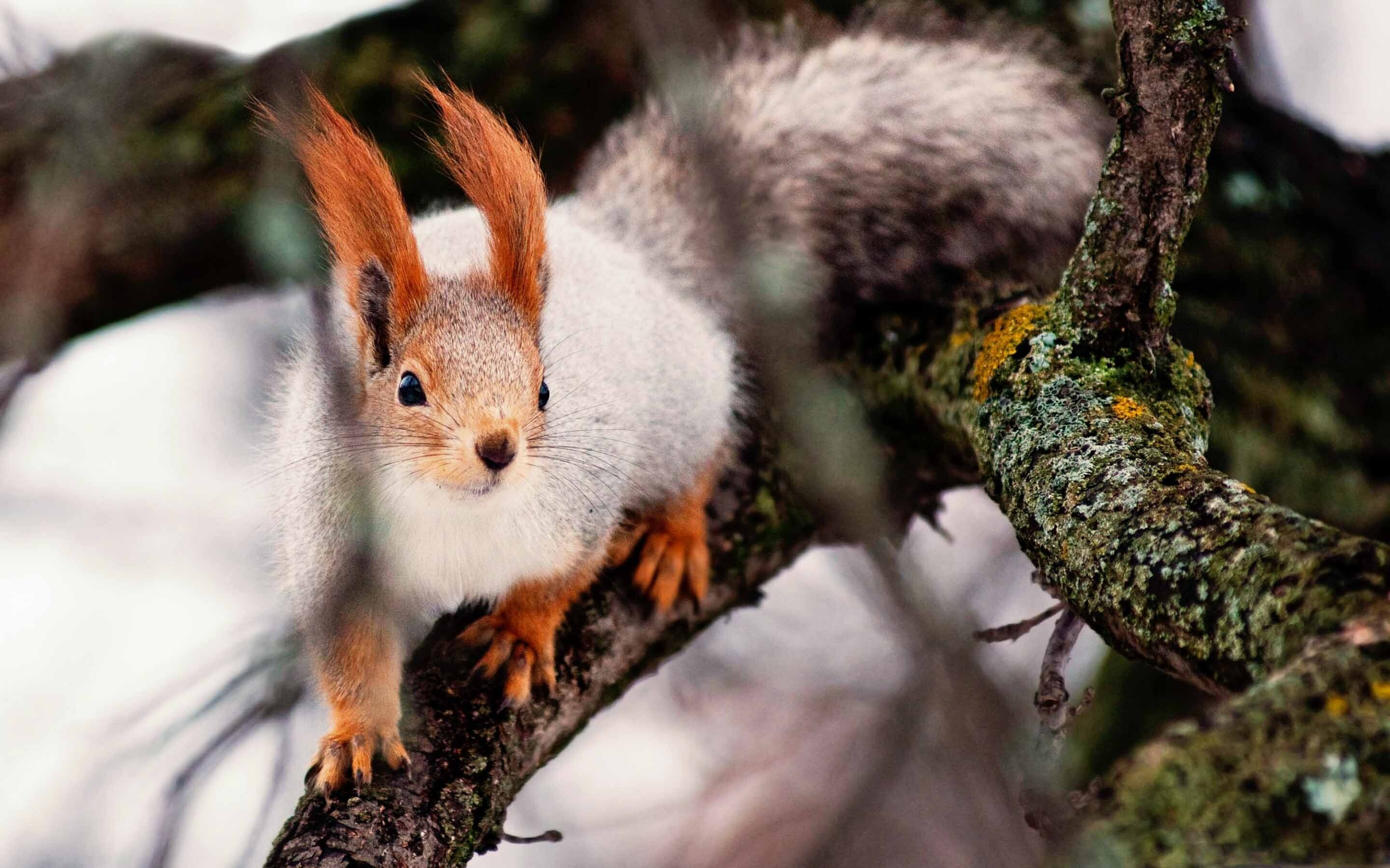 Nimble squirrel, MacBook Air wallpaper, 2880x1800 HD Desktop