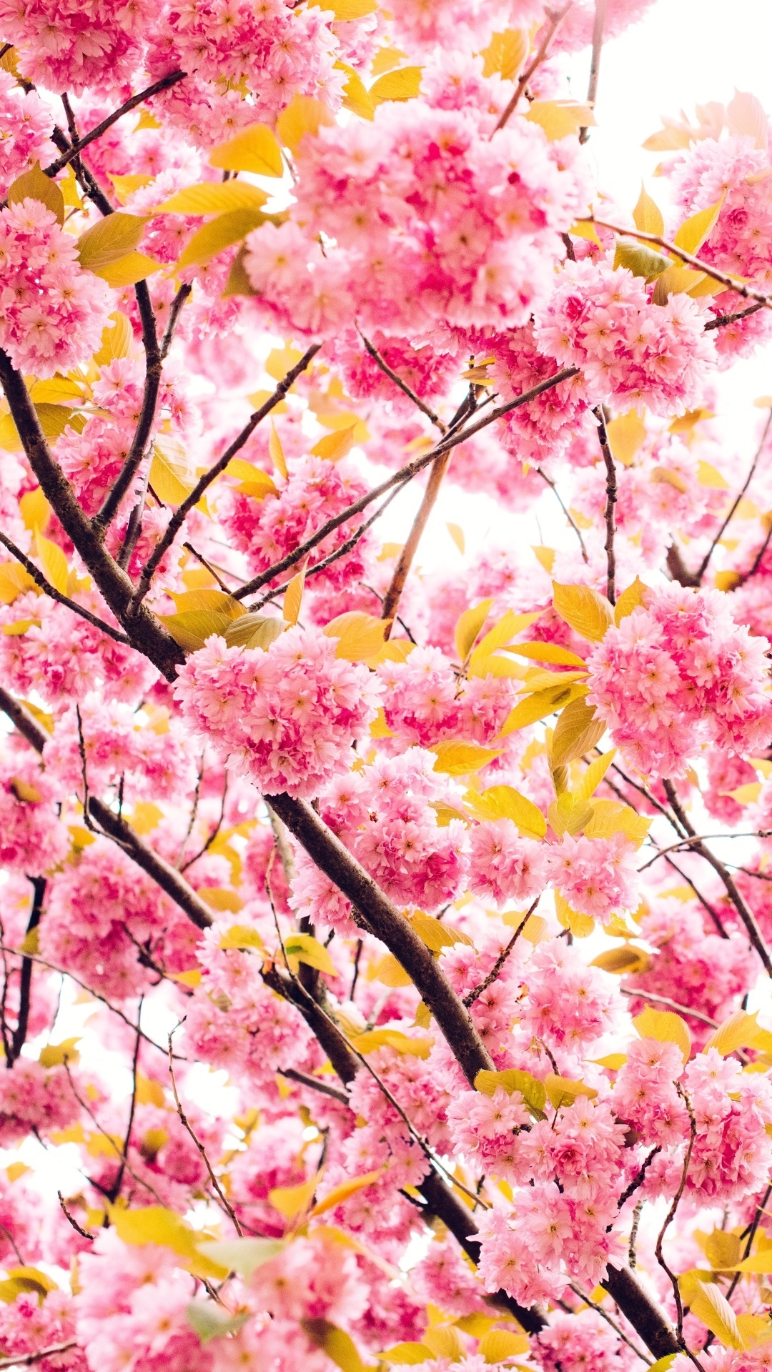 Pink cherry blossoms, Blooming sakura branches, Spring tree canopy, Full HD Phone wallpaper