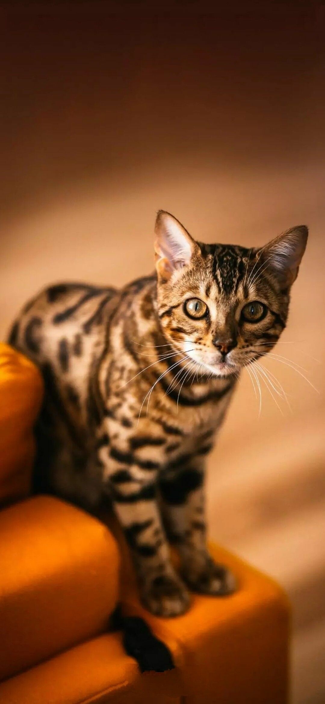 Batmans zoo cats, Kittens cutest, Bengal cat, Playful and mischievous, 1080x2340 HD Phone