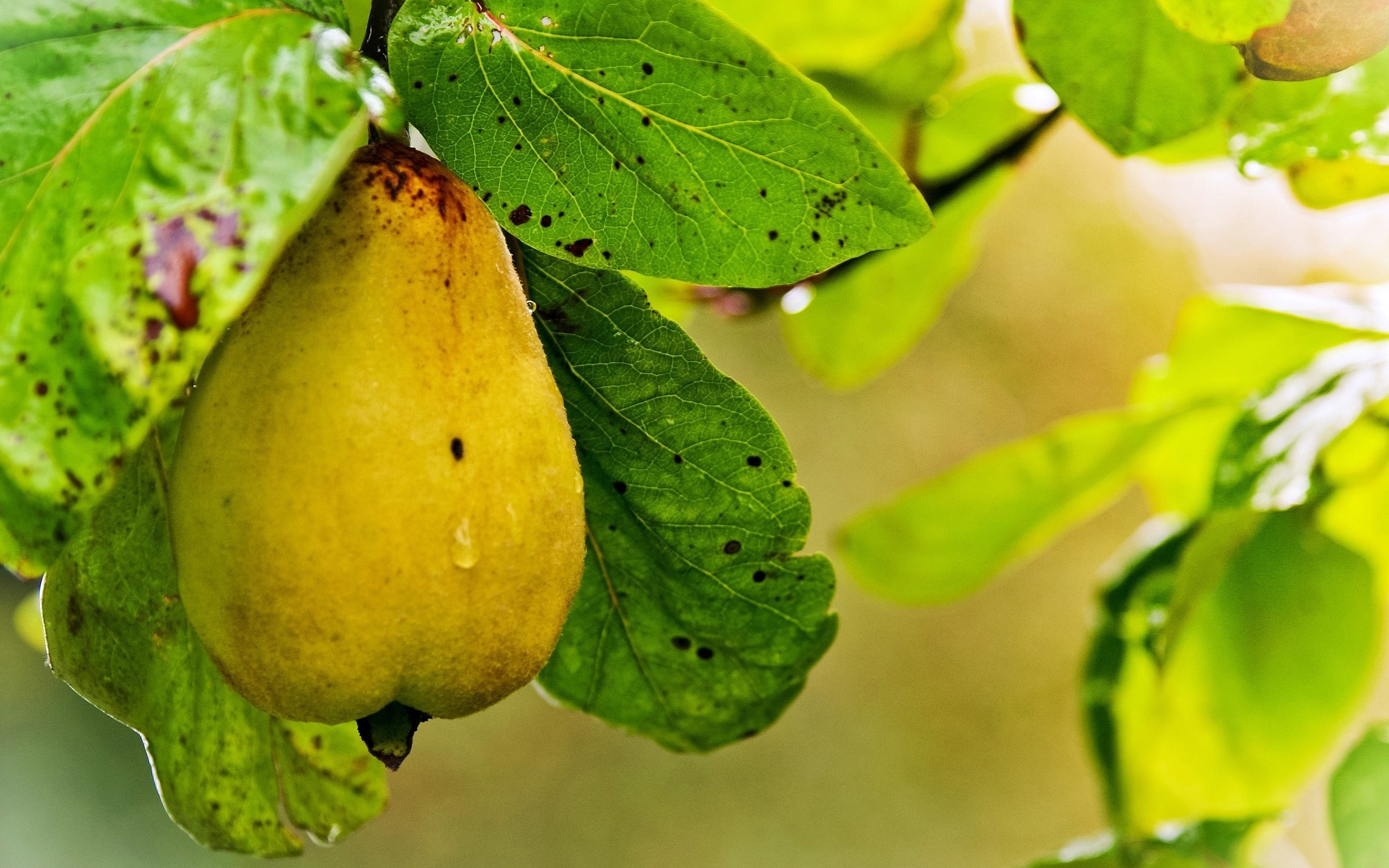 Delicious pear, Vibrant color, Healthy snack, Sweet aroma, 2560x1600 HD Desktop