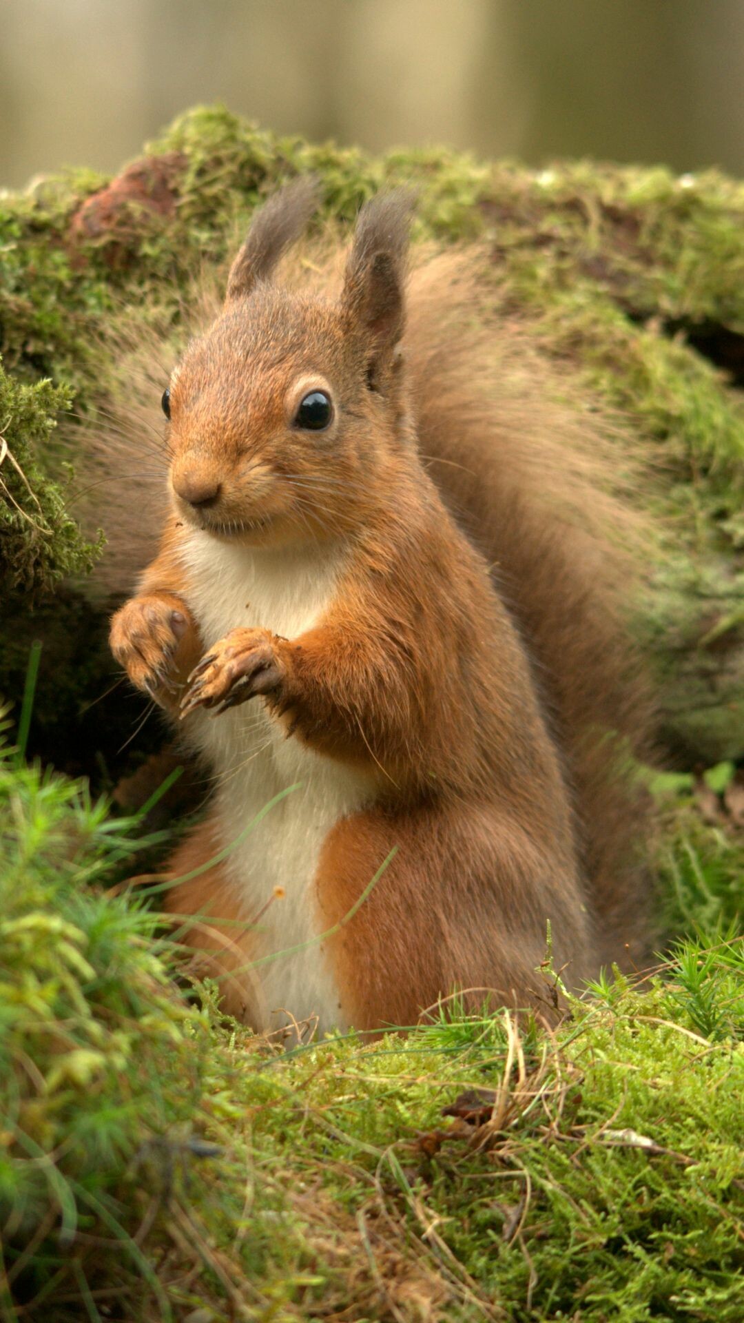 Animal squirrel mobile wallpaper, Funny animals, Beautiful creature, Baby animals, 1080x1920 Full HD Phone