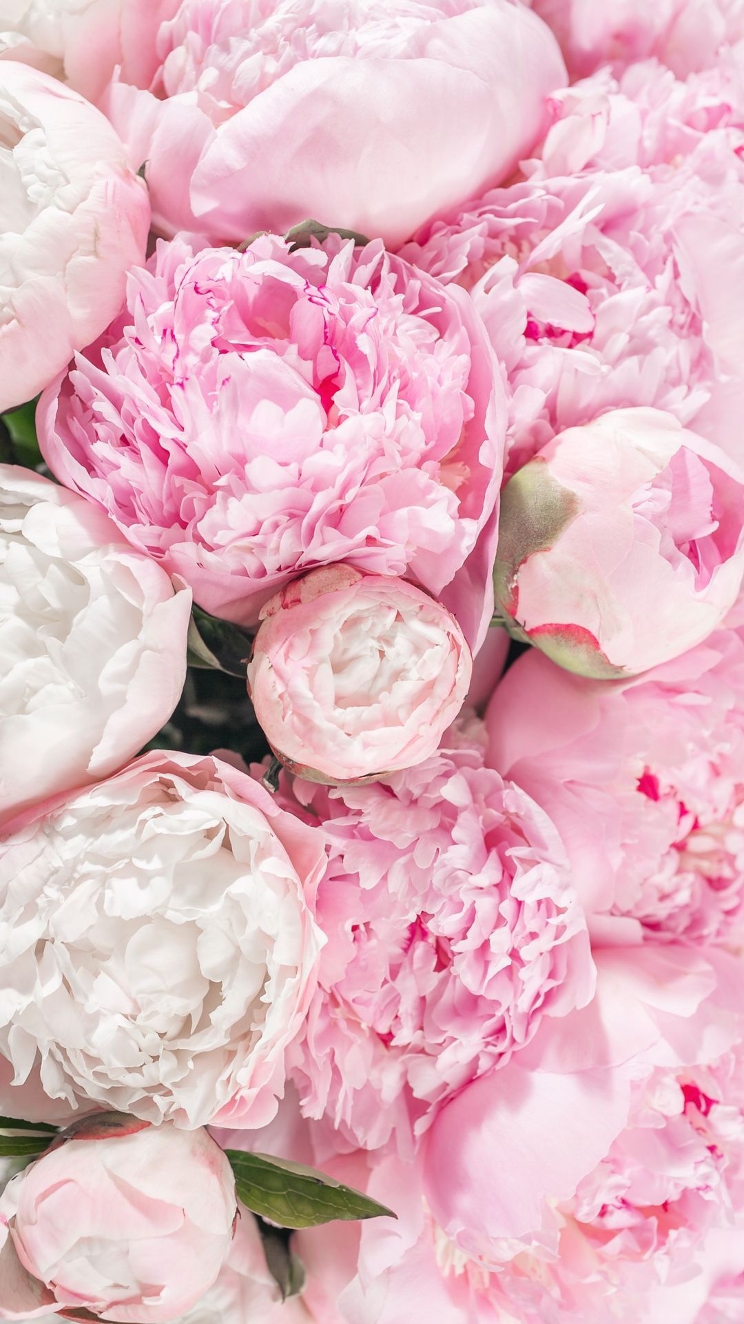 Dense pink peony carpet, White peony bloom, Tight peony buds, Full HD Phone wallpaper