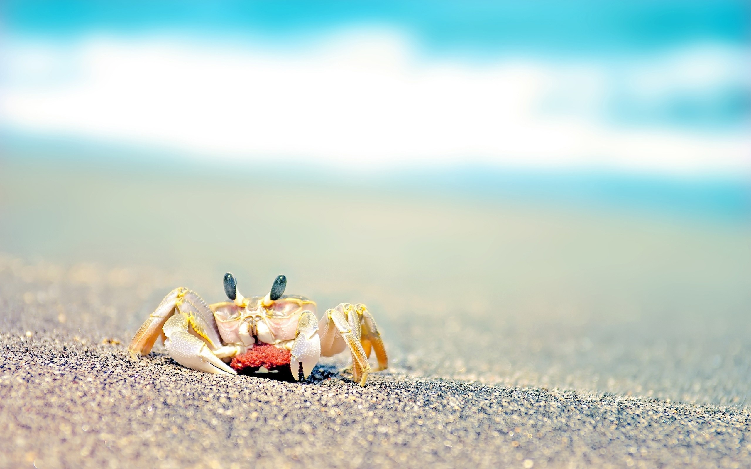 Crab, Yellow crab, On the sand, 2560x1600 HD Desktop