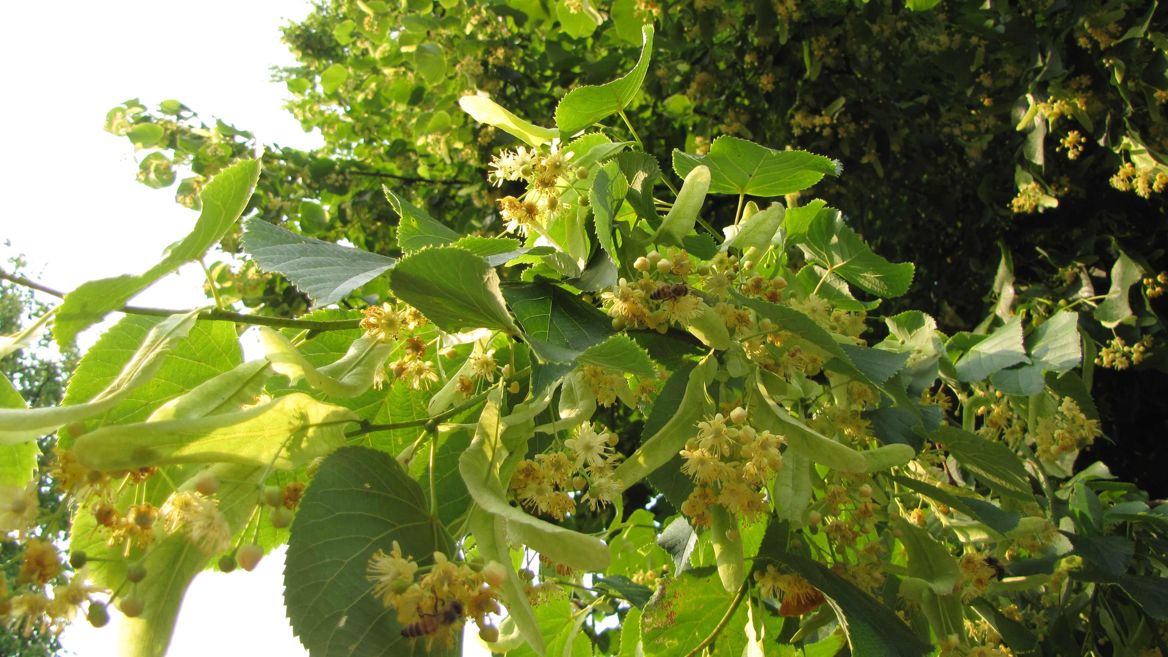 Linden Tree, fotos von, bienenweiden, juni, 3840x2160 4K Desktop