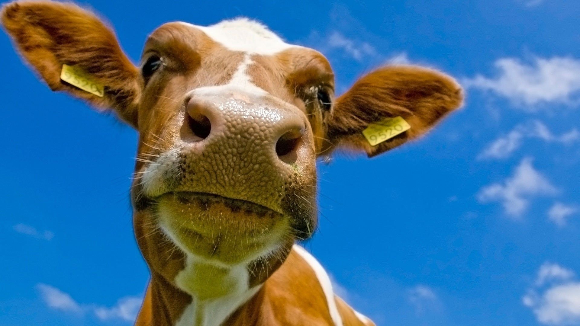 Best free desktop wallpaper, HD cow, 1920x1080 Full HD Desktop