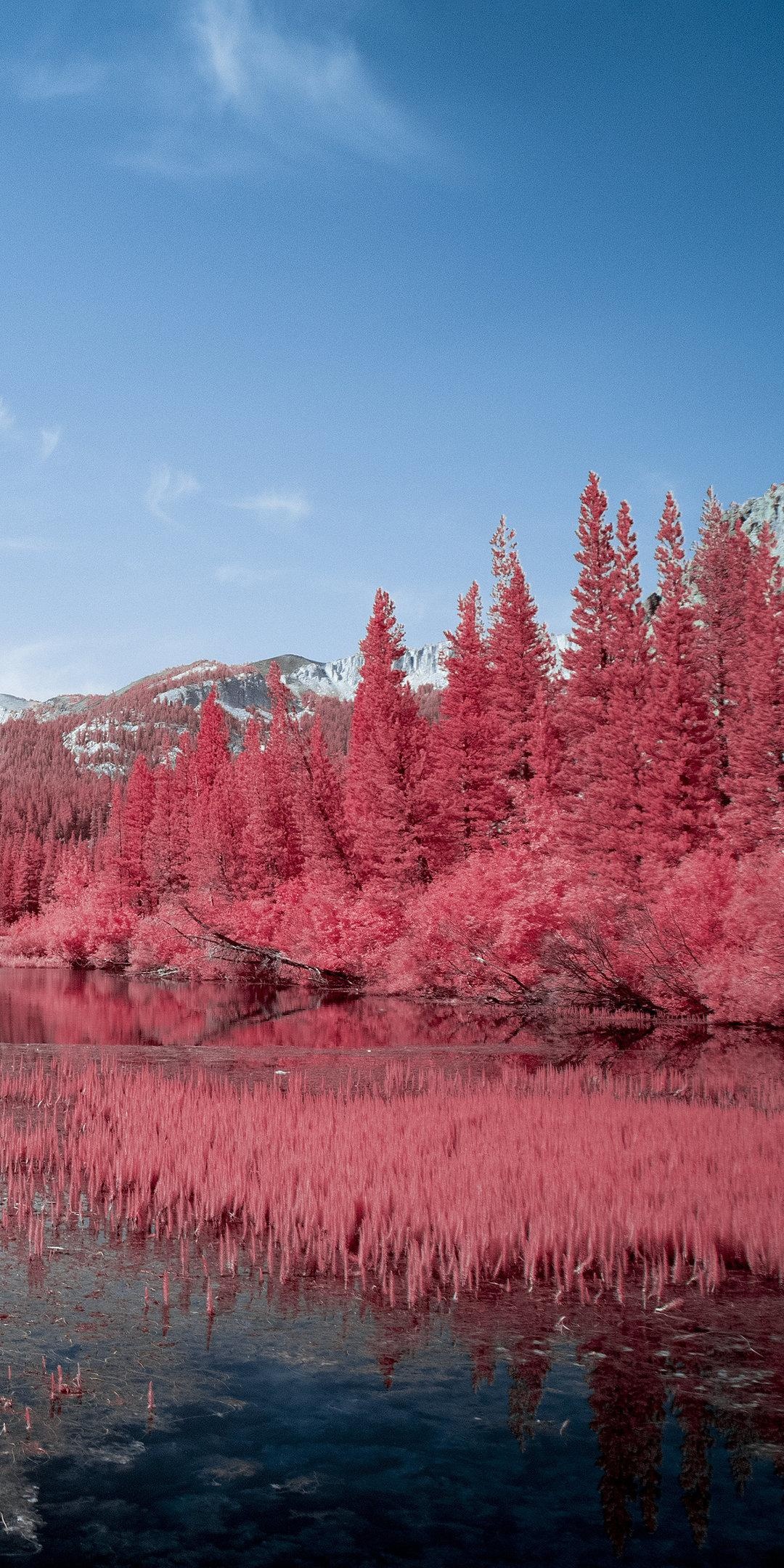 Pink coniferous forest, Calm lake reflection, Snowy mountain backdrop, HD Phone wallpaper