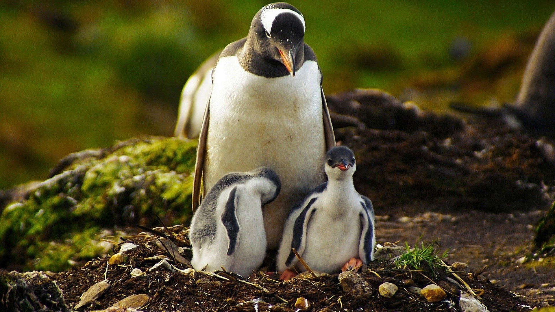 Penguin wallpapers, Wide range of designs, Diverse penguin species, Nature's marvels, 1920x1080 Full HD Desktop