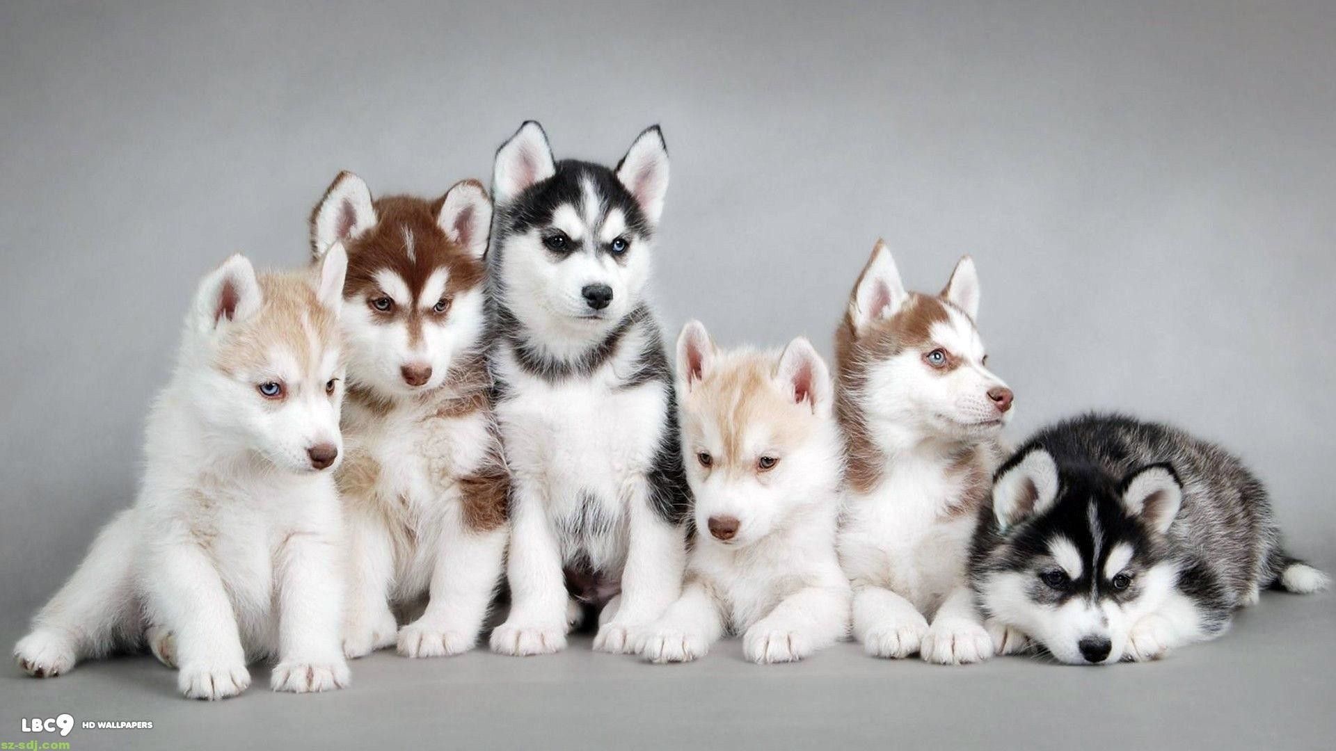 Cute husky wallpapers, Michelle Thompson's collection, Playful expressions, Irresistible charm, 1920x1080 Full HD Desktop