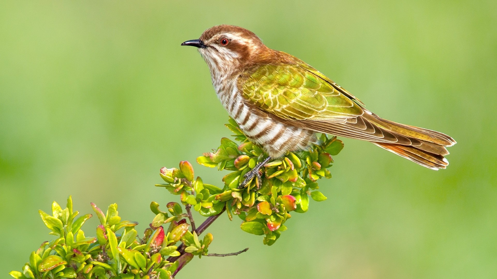 Graphic cuckoo wallpapers, Artistic avian, Nature-inspired, Aesthetic delight, 1920x1080 Full HD Desktop