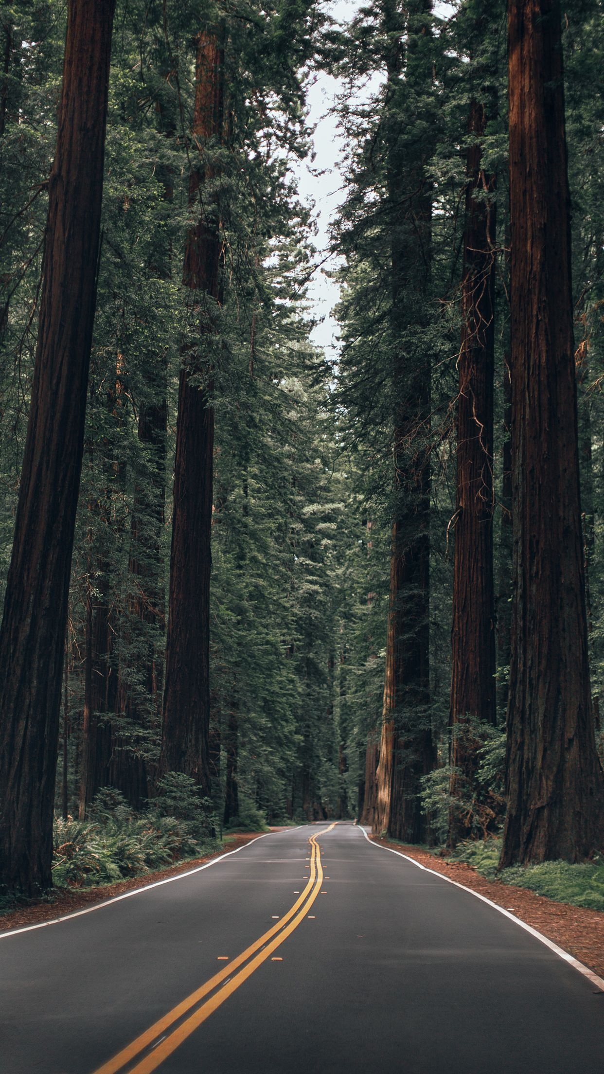 Summer forest bliss, Tranquil nature, Captivating scenes, Serene landscapes, 1250x2210 HD Phone