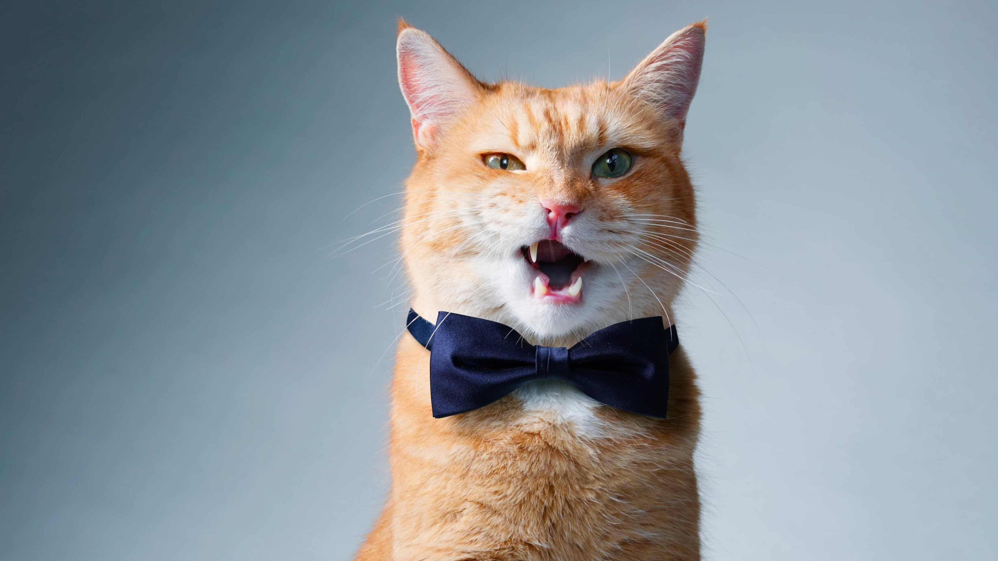 Cat with bowtie, Dapper and stylish, Feline fashion, Suave and debonair, 3840x2160 4K Desktop