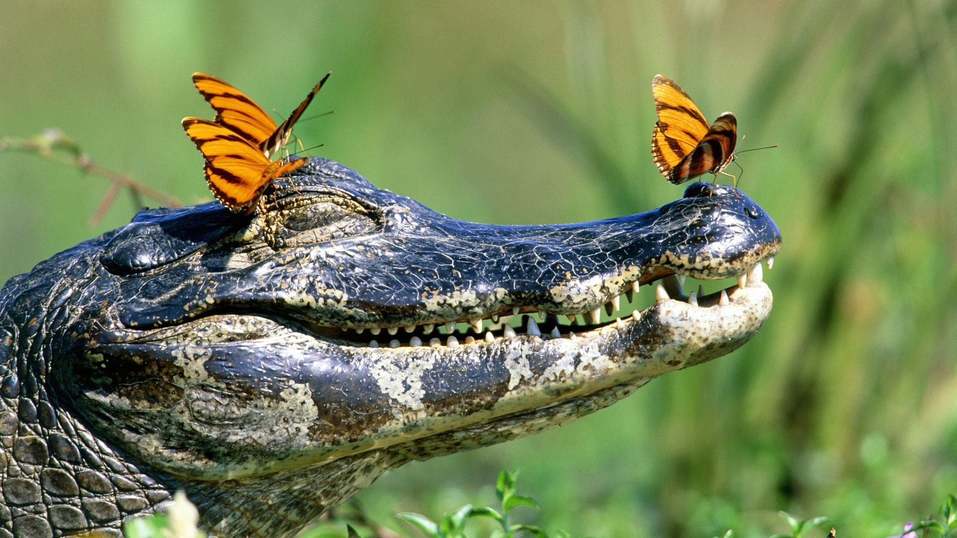 Crocodile Animals - HD Desktop, Mobile Backgrounds, 1920x1080 Full HD Desktop