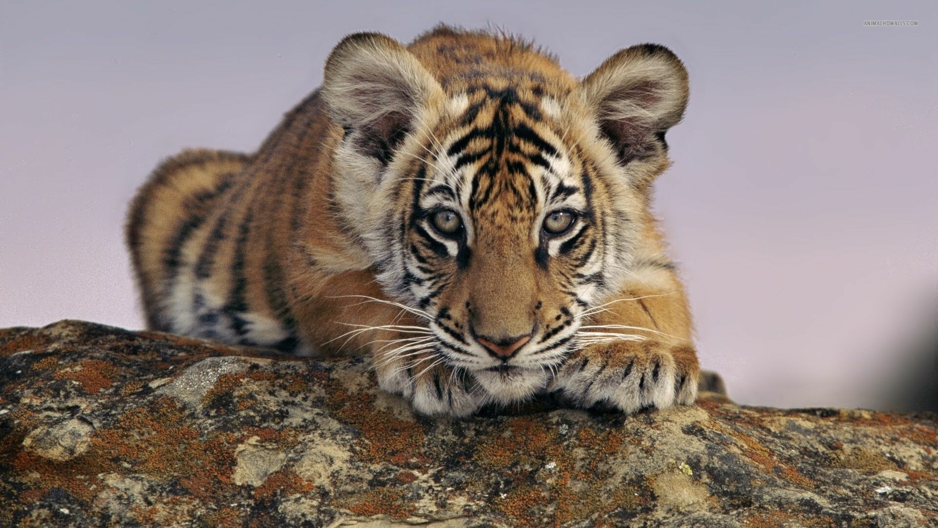 Playful innocence, Majestic presence, Growing strength, Tiger's pride, 1920x1080 Full HD Desktop