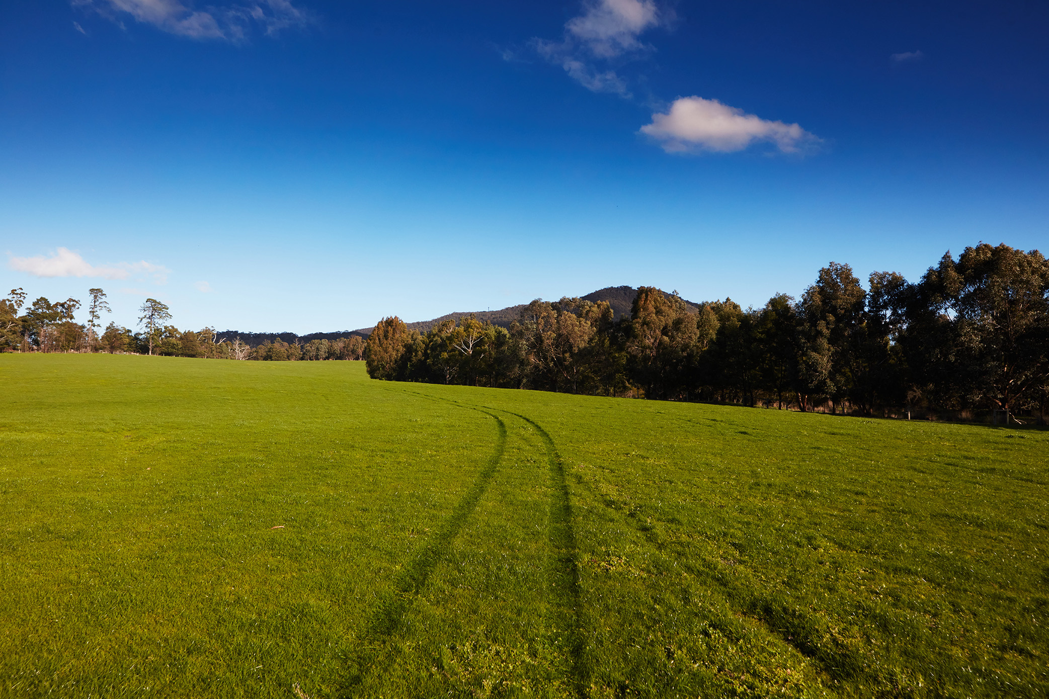 curved pasture tire tracks, lush green meadow, woodland tree line, HD Desktop wallpaper