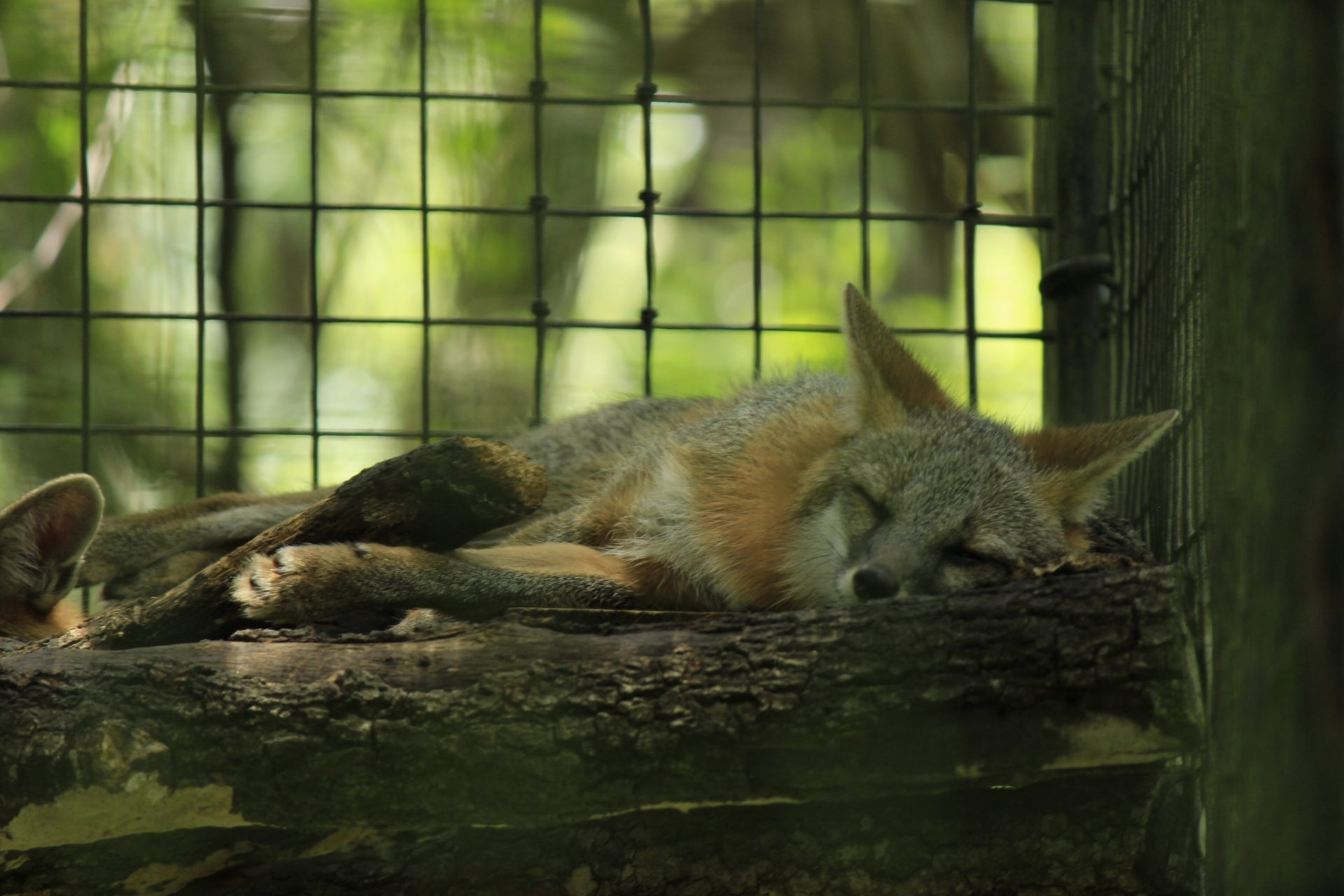 Gray Fox, Fur coat, Unique markings, Stealthy predator, 1920x1280 HD Desktop