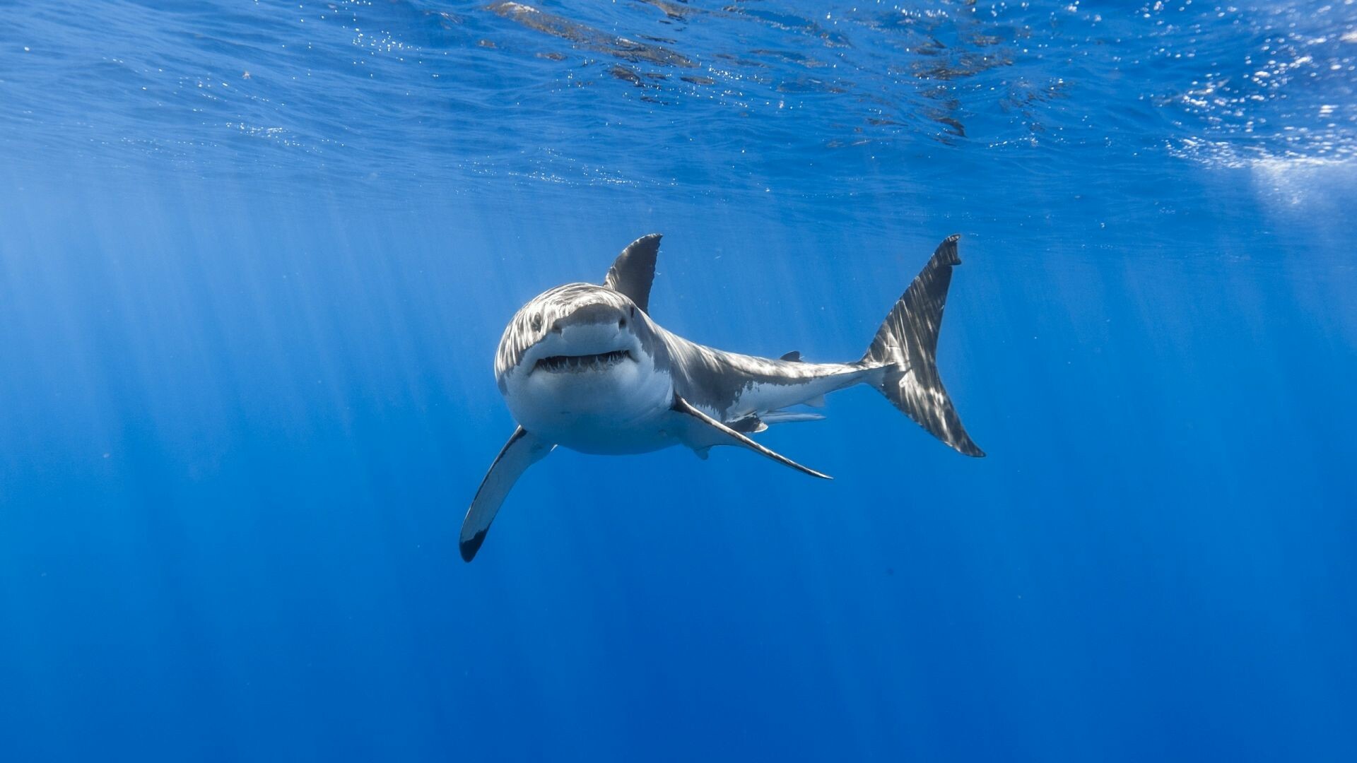 Great white shark, Fish underwater, HD image, Wallpapersmug, 1920x1080 Full HD Desktop