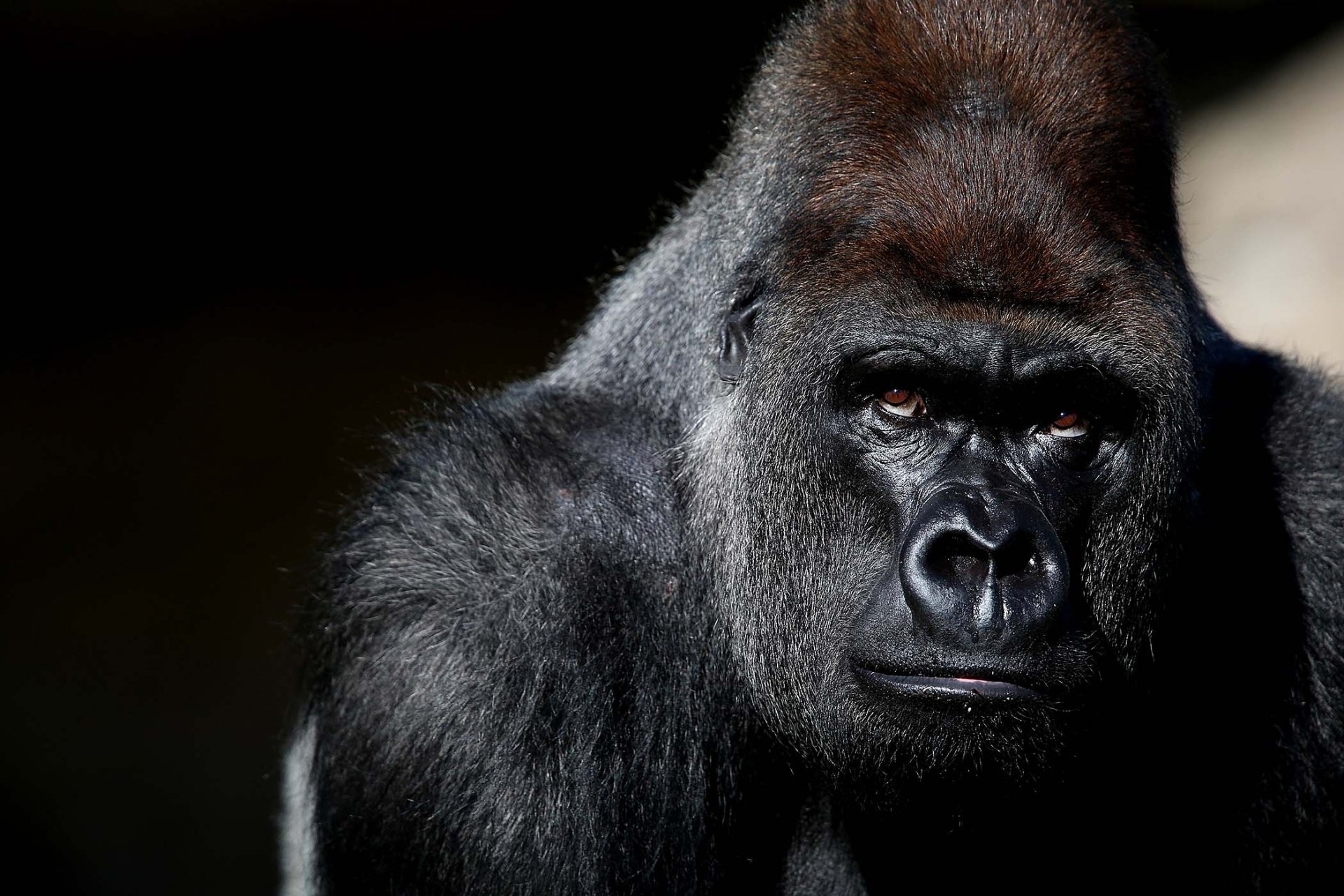 Western lowland gorilla, African wildlife, Natural habitat, Conservation efforts, 1920x1280 HD Desktop