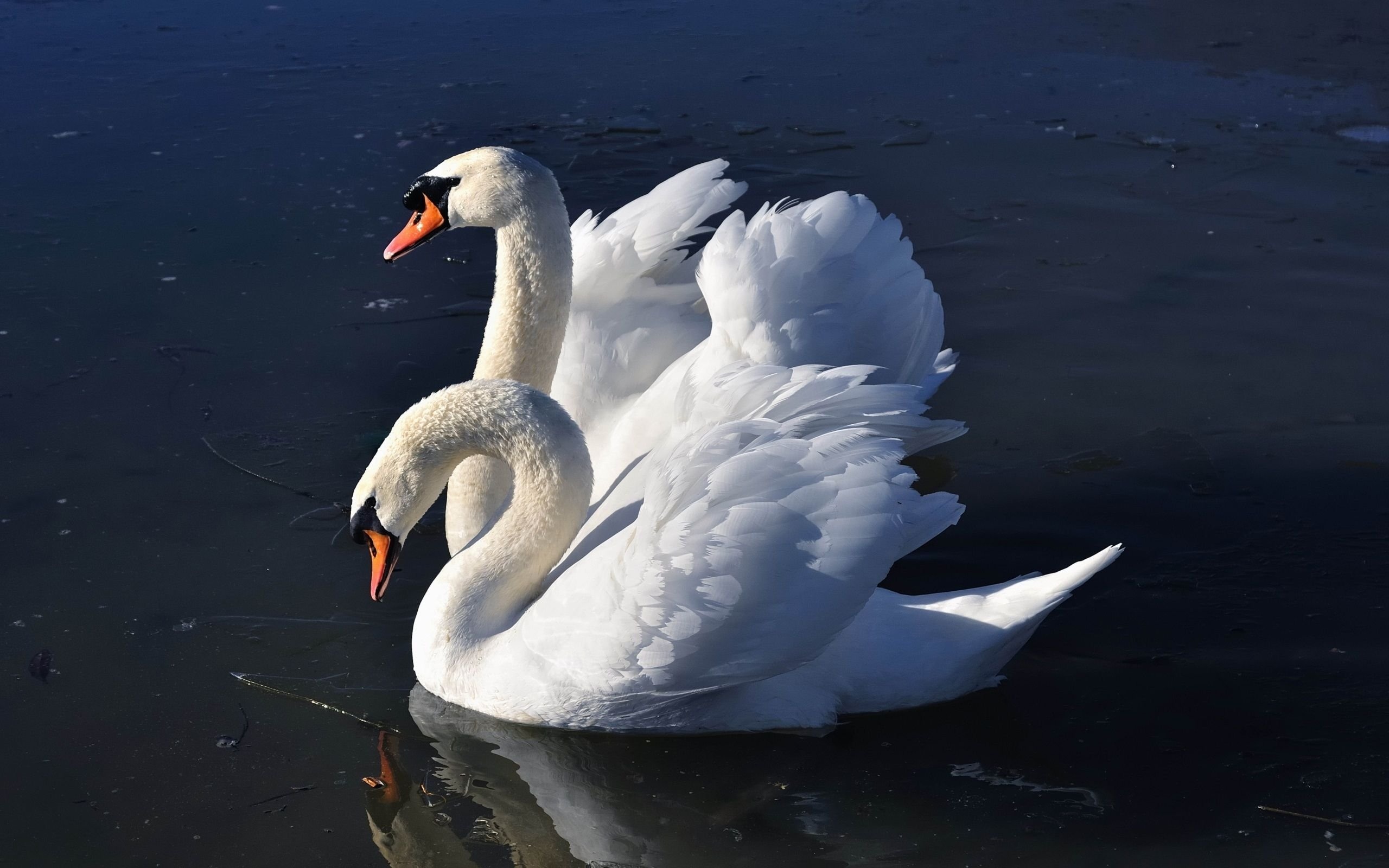 Trumpeter swan, Swan wallpaper, Swan 82593, Baltana trumpeter, 2560x1600 HD Desktop