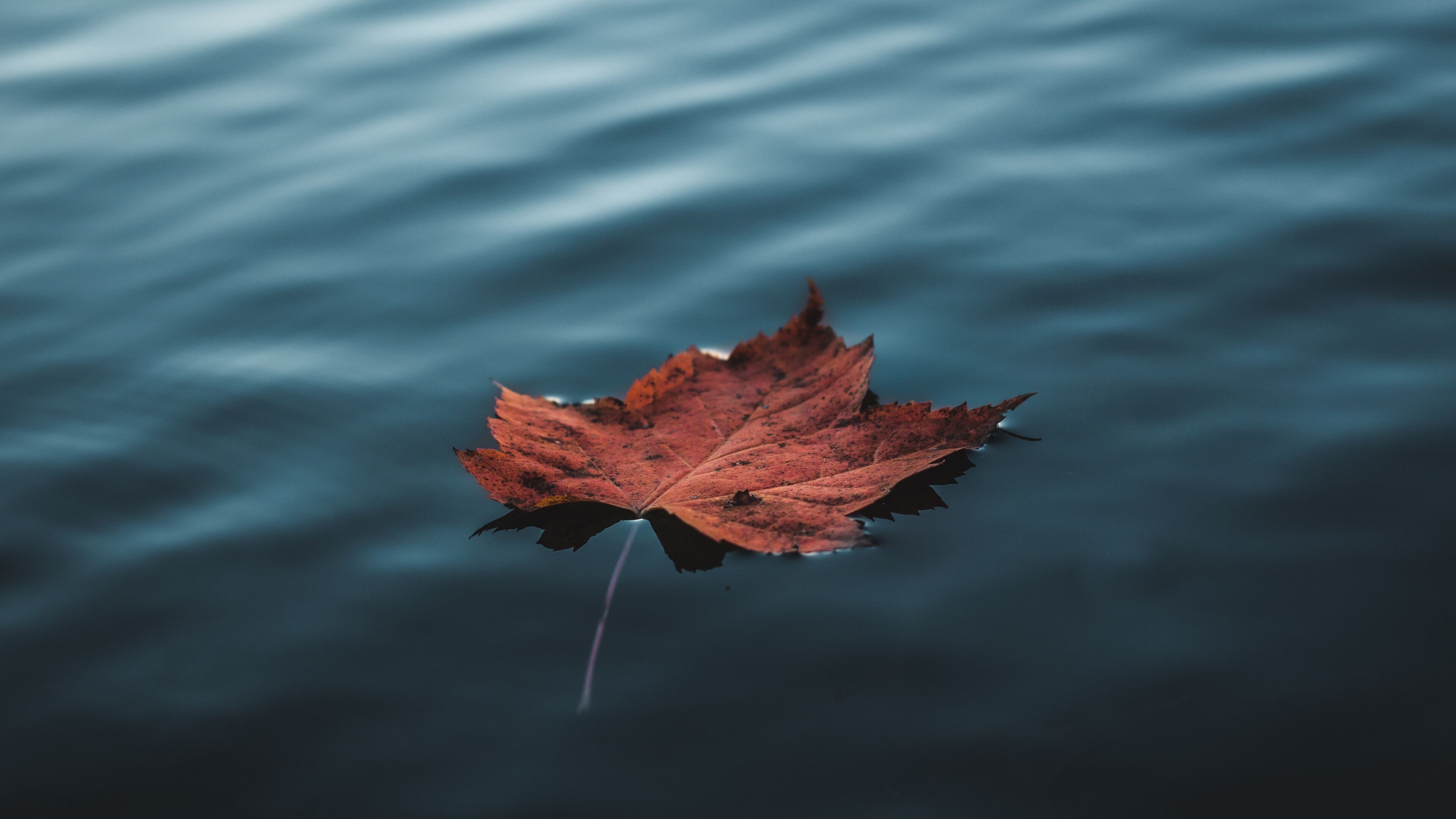 Floating on water, Maple Leaves Wallpaper, 3840x2160 4K Desktop