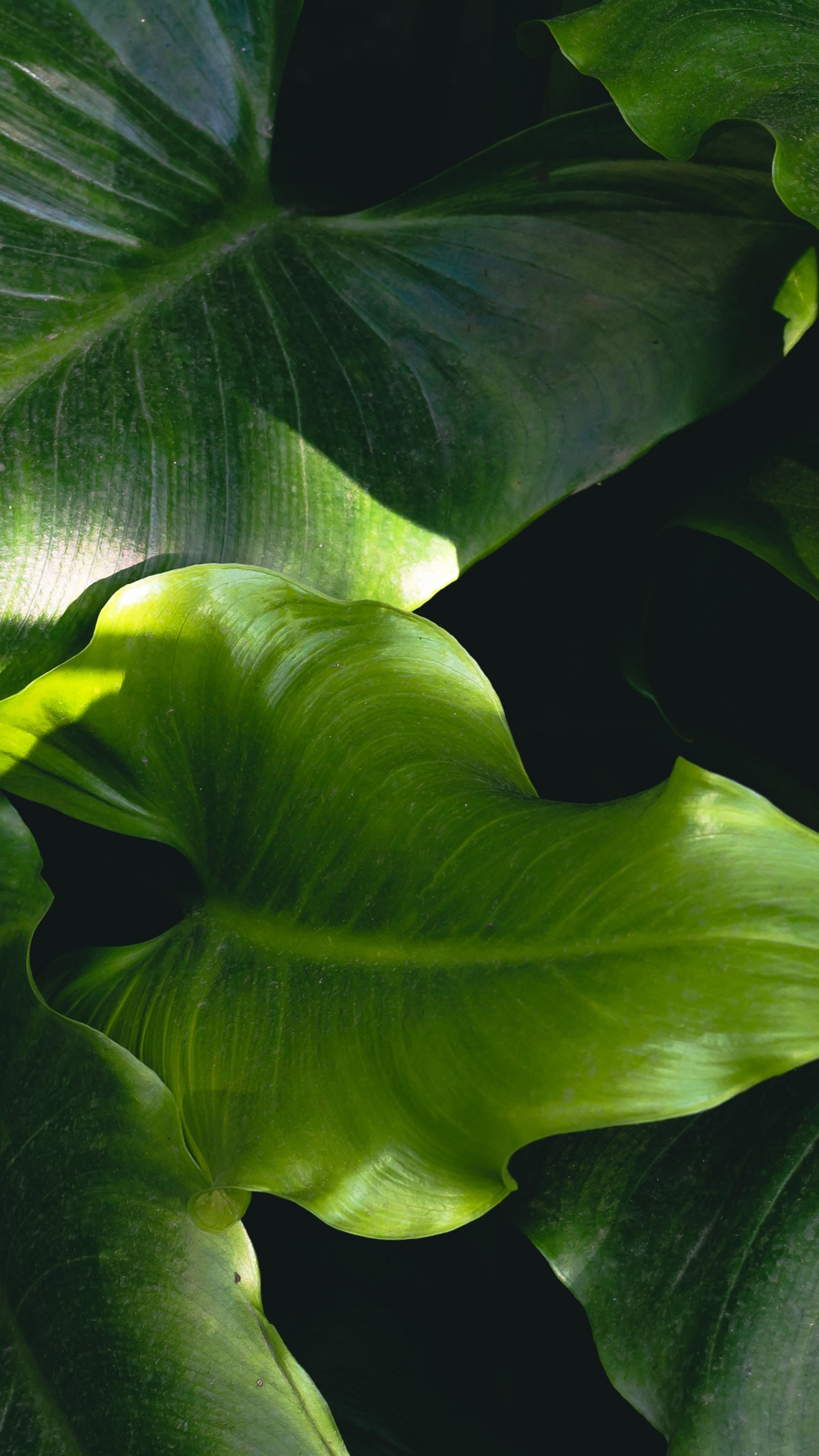 Xanthosoma roseum, Green Leaf Wallpaper, 2160x3840 4K Phone