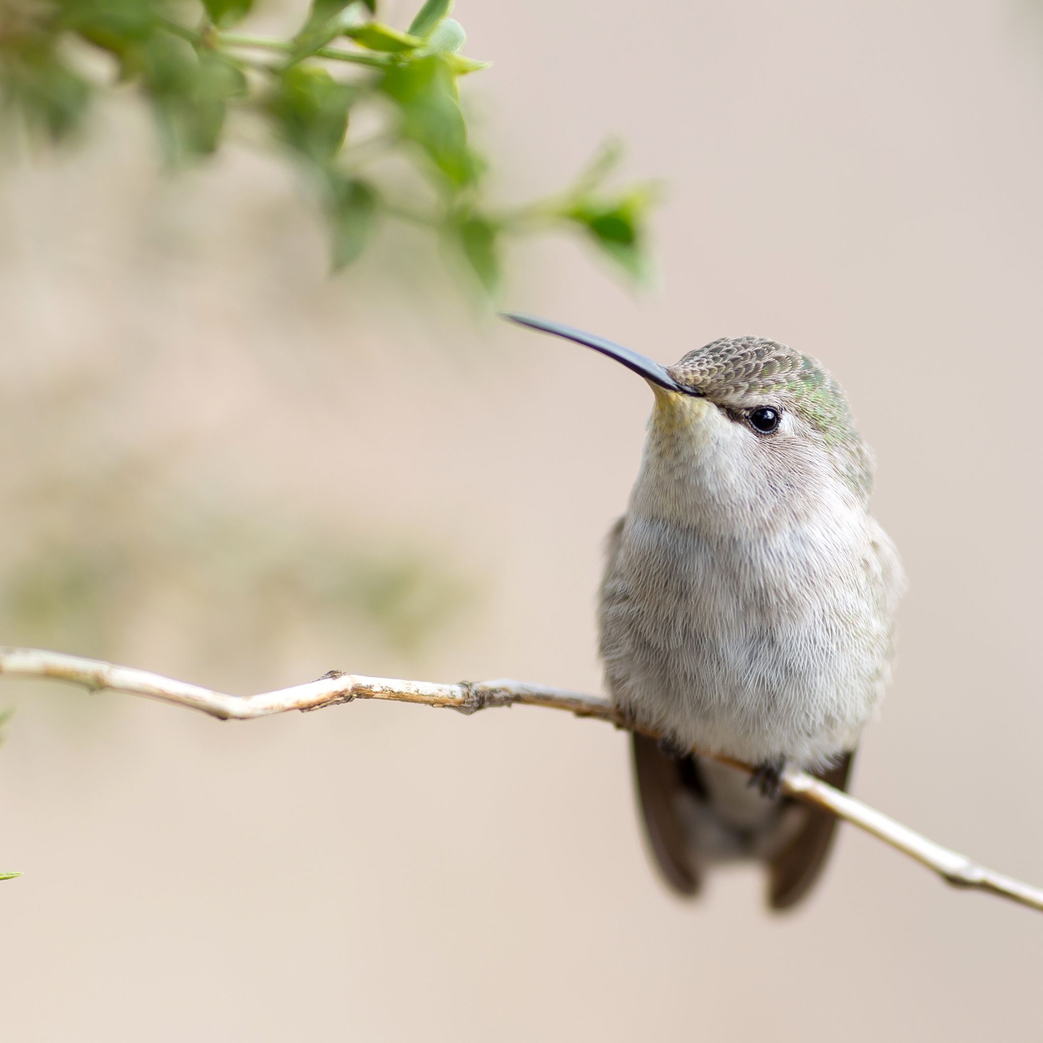 Black-chinned, Hummingbirds Wallpaper, 2050x2050 HD Phone