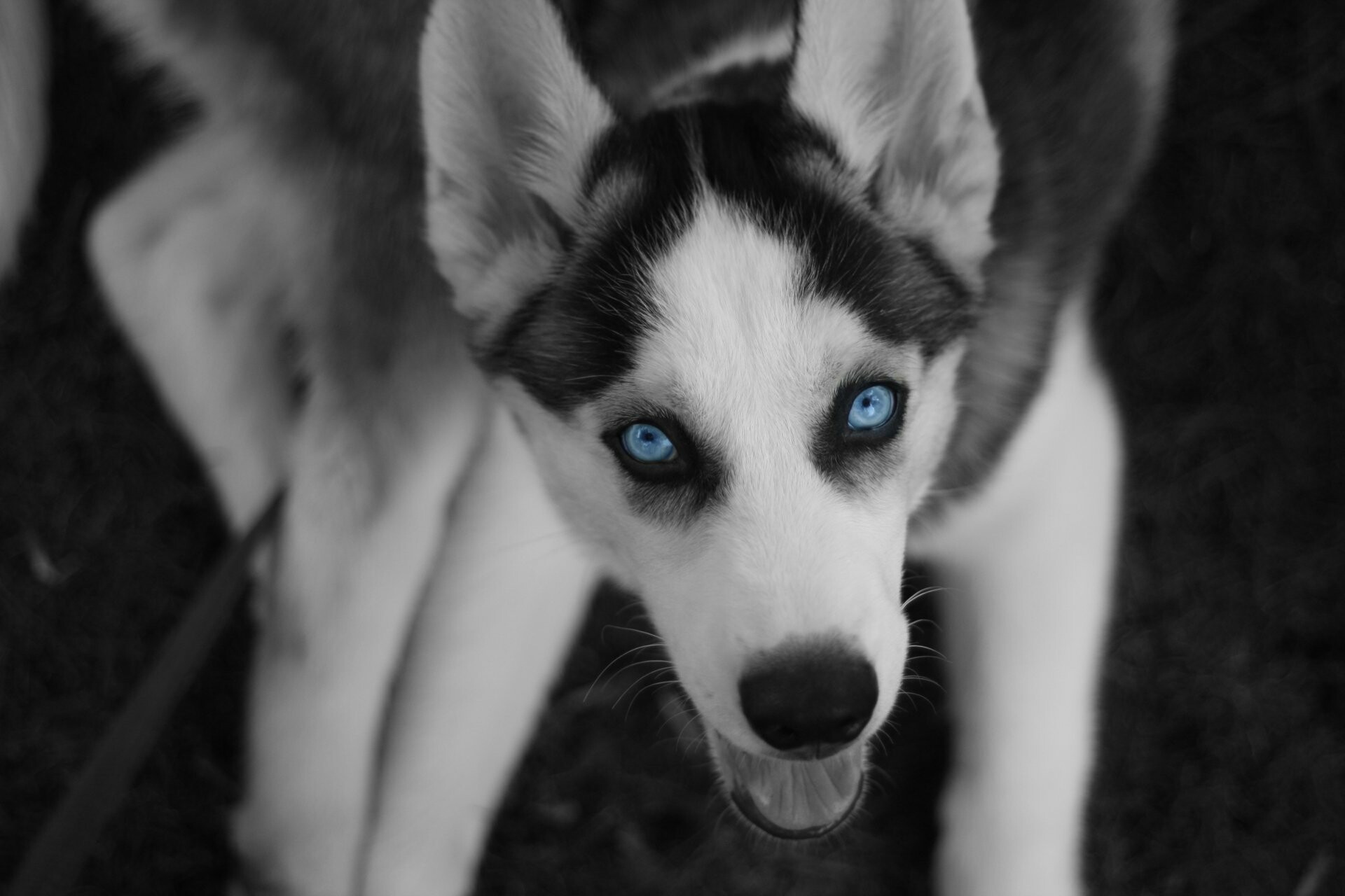 4K ultra HD Husky wallpapers, Stunning visual appeal, High-resolution beauty, Breathtaking backgrounds, 1920x1280 HD Desktop
