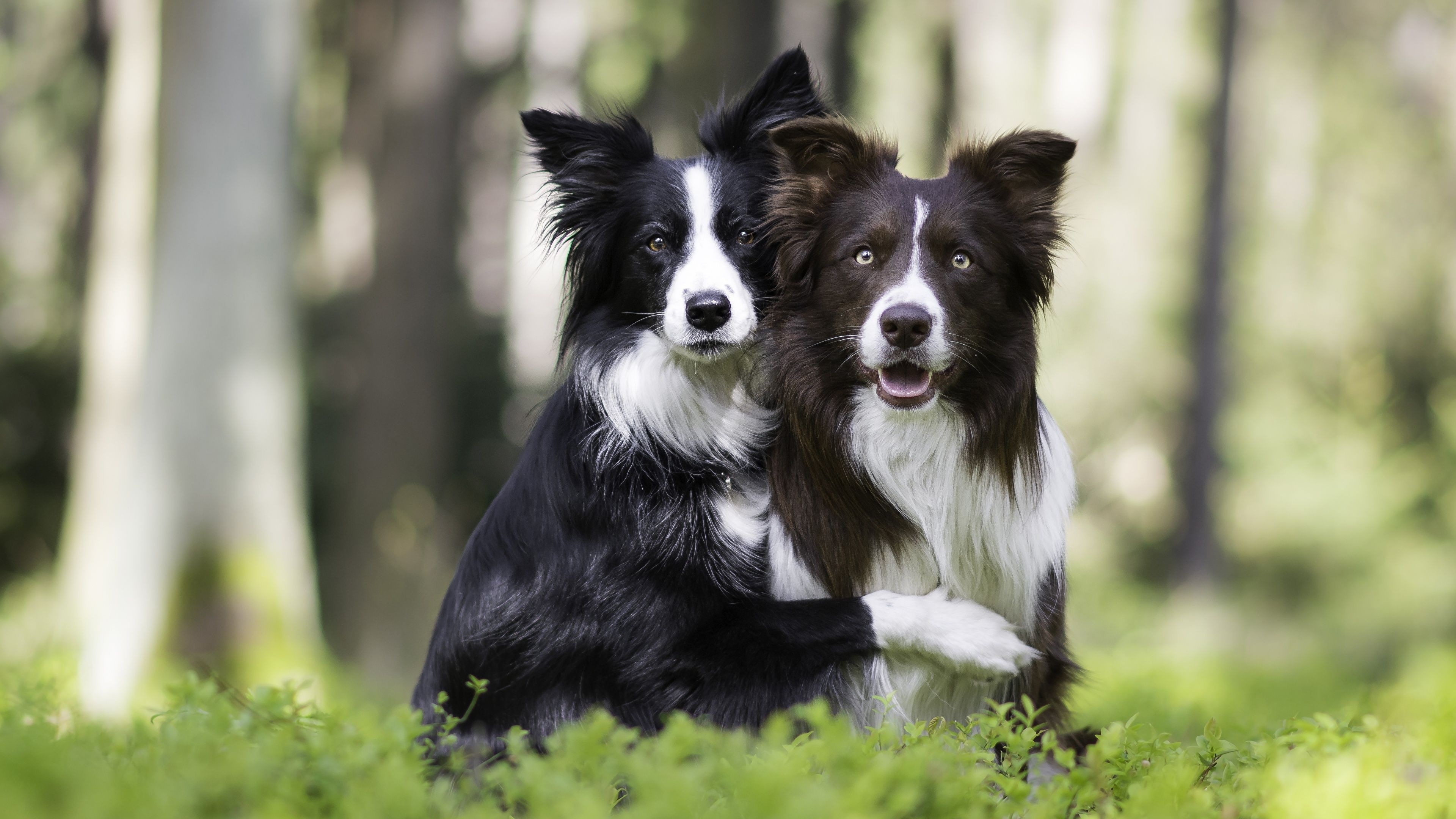 Couple, Border Collie Wallpaper, 3840x2160 4K Desktop