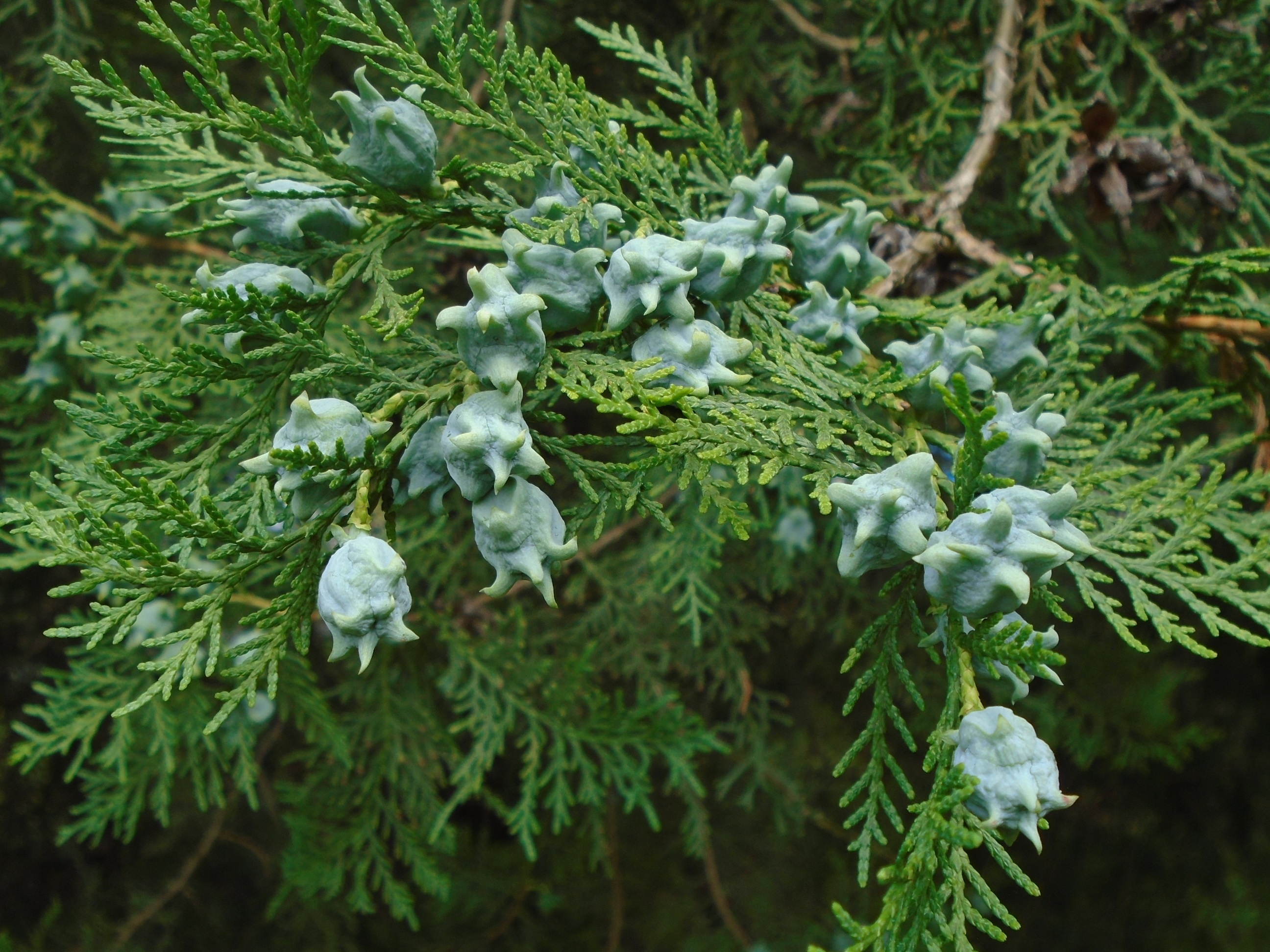 Leafy branches, Green herb, Vibrant flora, Spruce and shrub, 2600x1950 HD Desktop