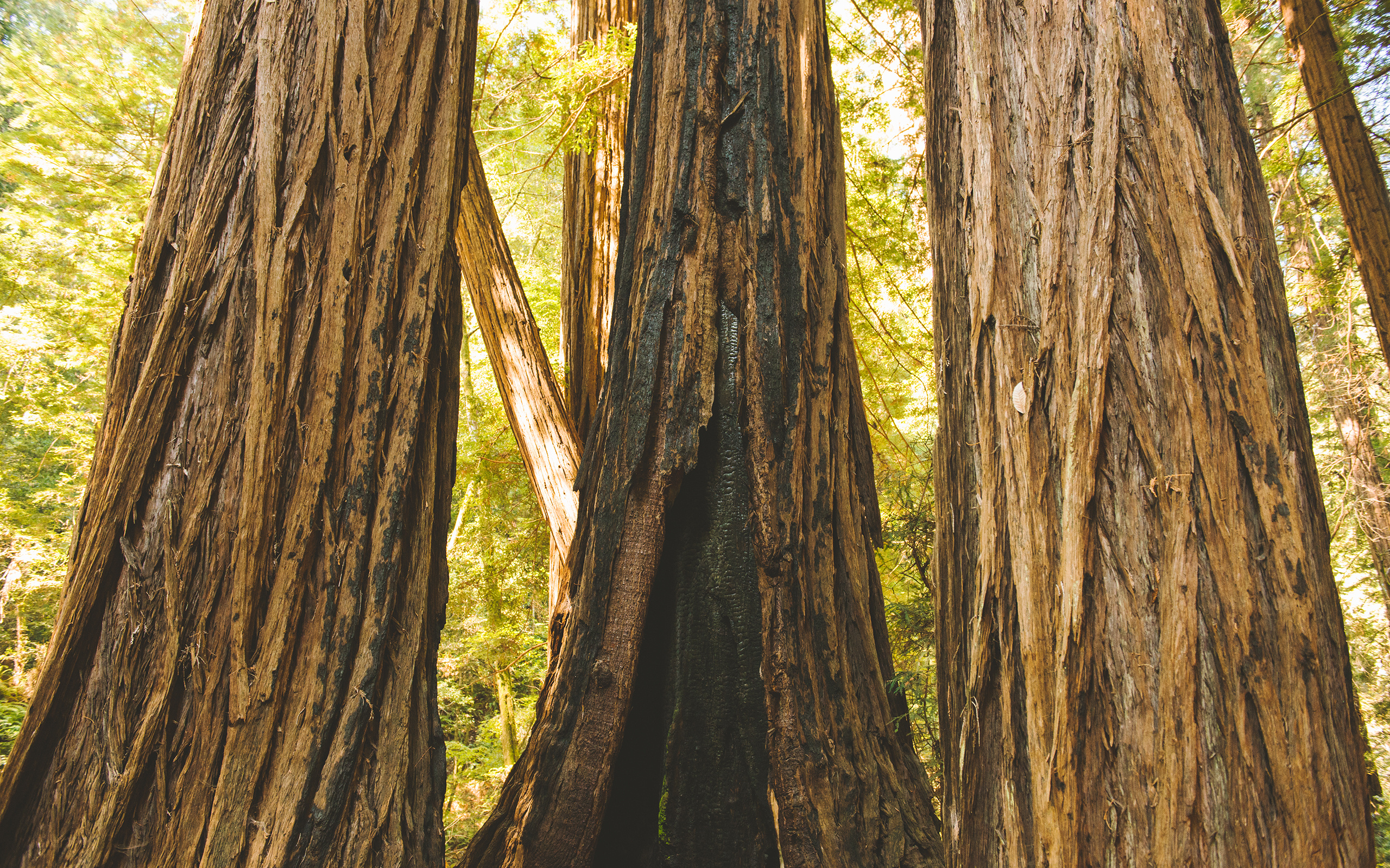 Yosemite Forest, Redwood tree Wallpaper, 2560x1600 HD Desktop