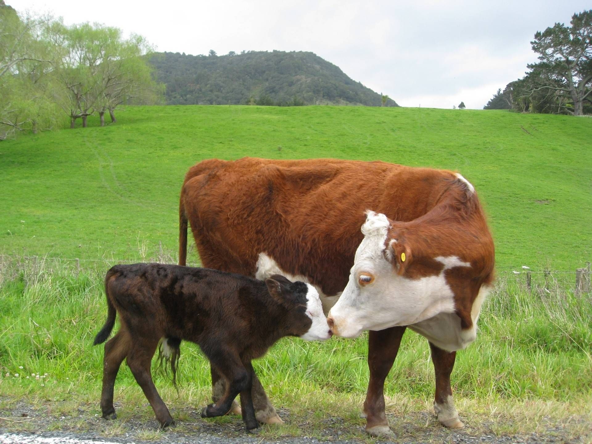 Cute cow moments, Happiness personified, Sweet kisses, Joyful farm animals, 1920x1440 HD Desktop