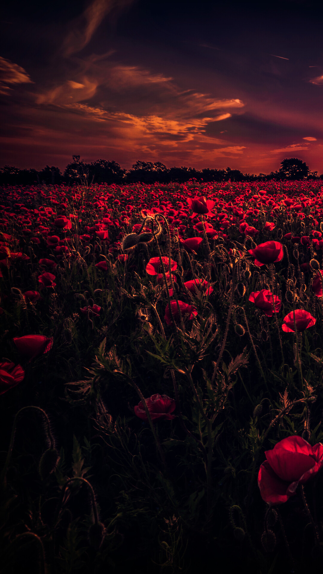 Poppy flowers, Bright red blooms, Fields of color, Symbol of remembrance, 1080x1920 Full HD Phone