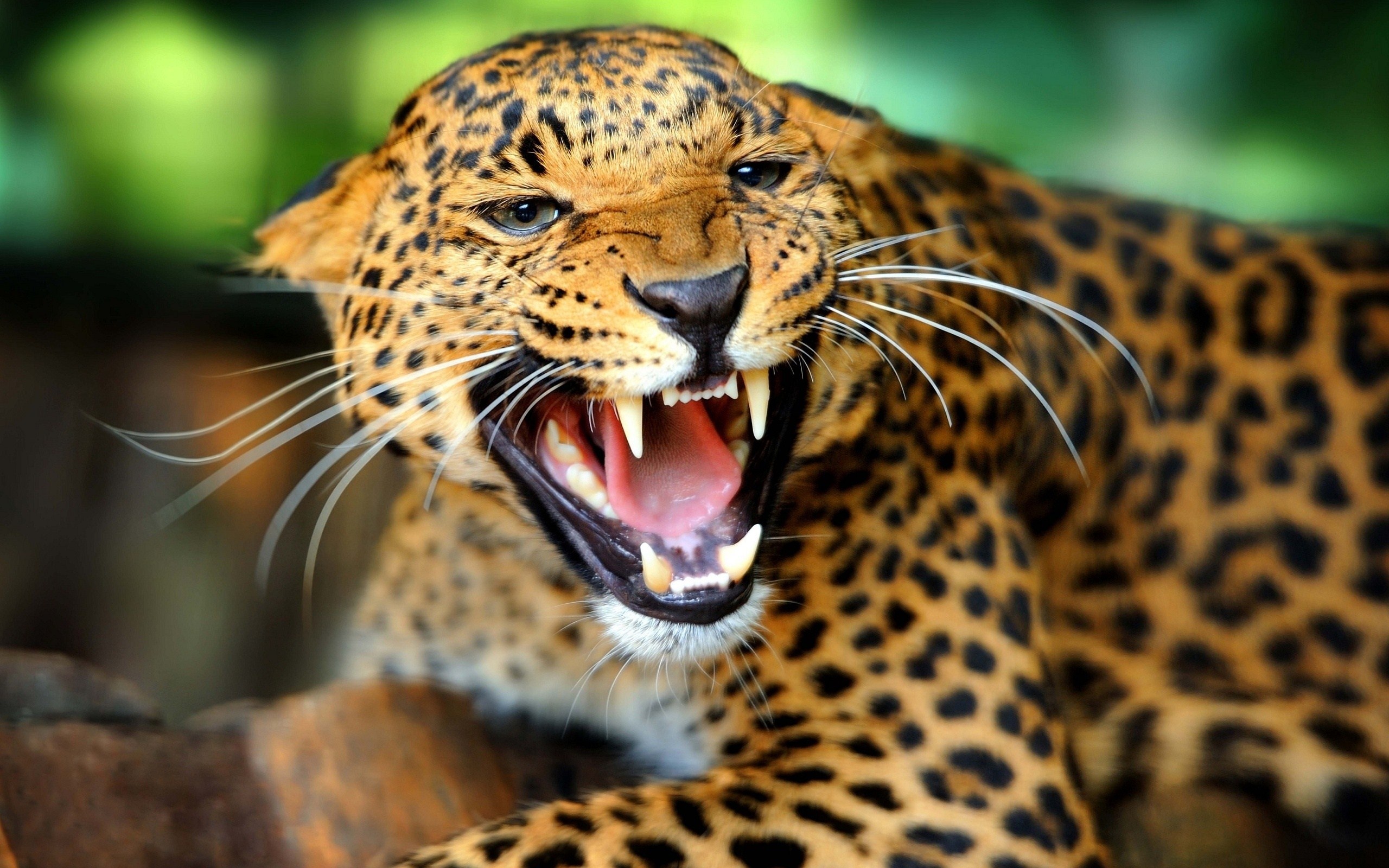 Sri Lankan leopard, Jungle Animal Wallpaper, 2560x1600 HD Desktop