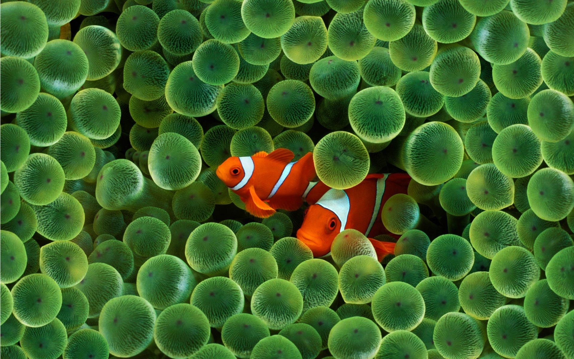 Clownfish, Wallpapers,, 1920x1200 HD Desktop