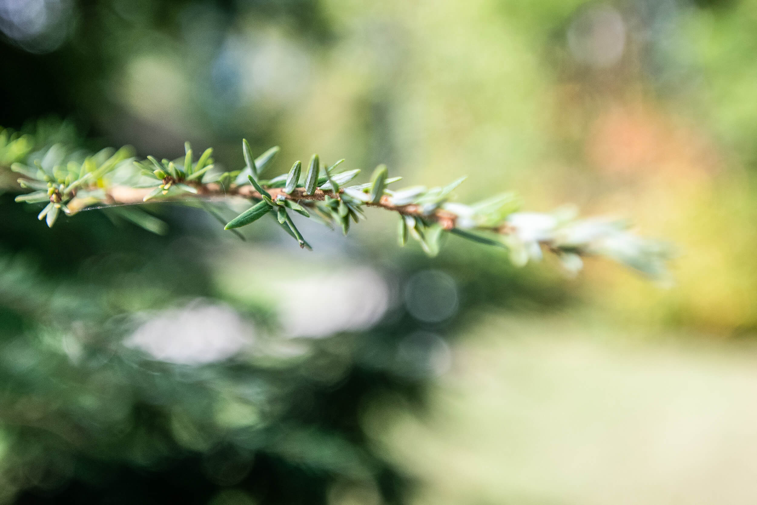 Eastern hemlock, Purdue Fort Wayne, Nature's gift, Tranquil landscapes, 2500x1670 HD Desktop