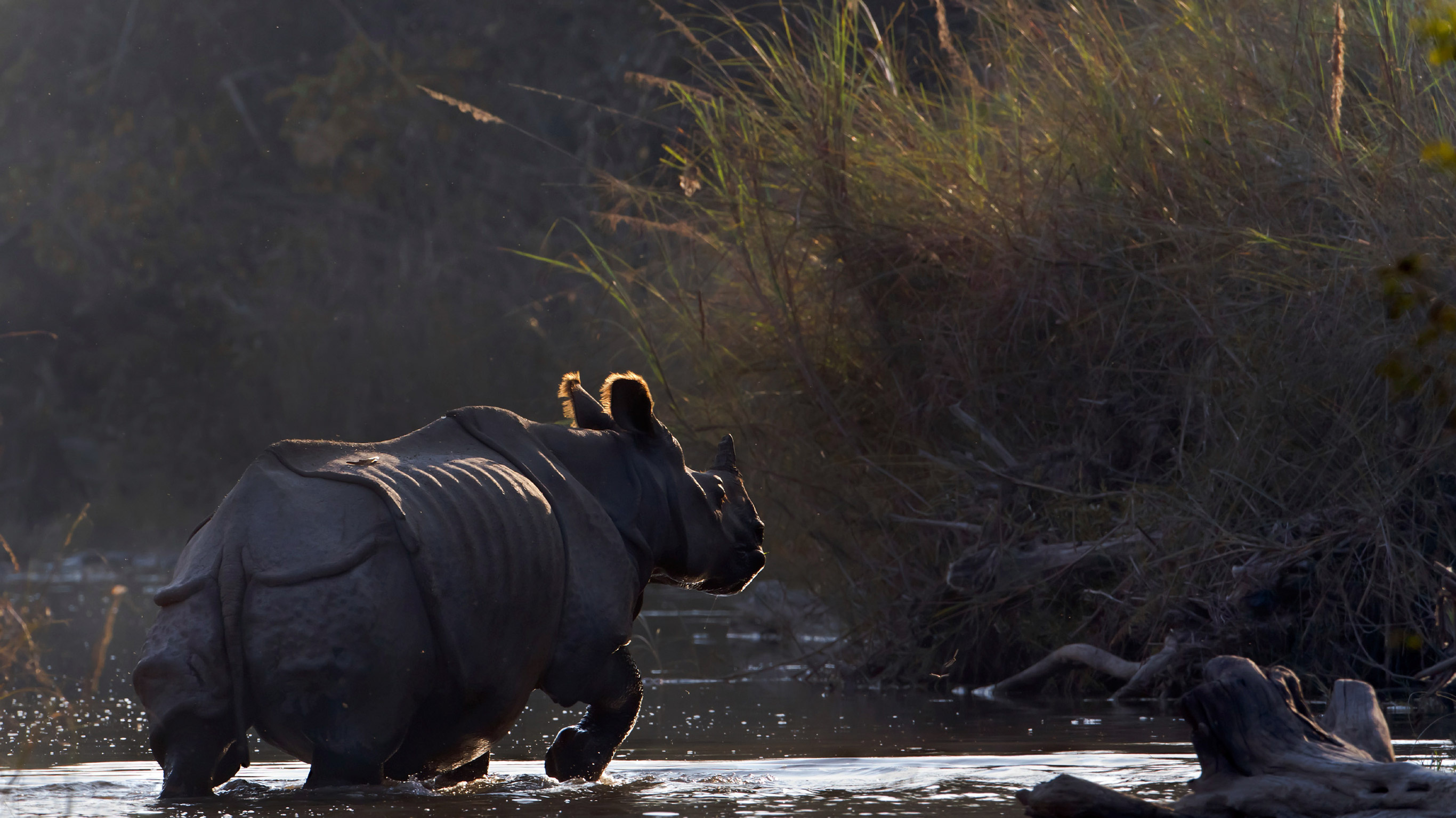 Chitwan National Park, Wildlife tracking, Immersive jungle experience, Wildlife conservation, 2740x1540 HD Desktop