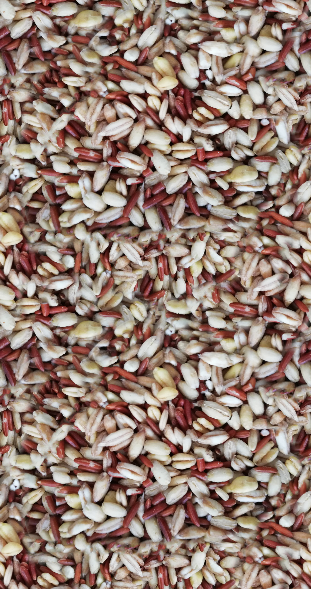 Rice seeds, Cereal texture, Grainy background, Organic food, 1080x2050 HD Phone