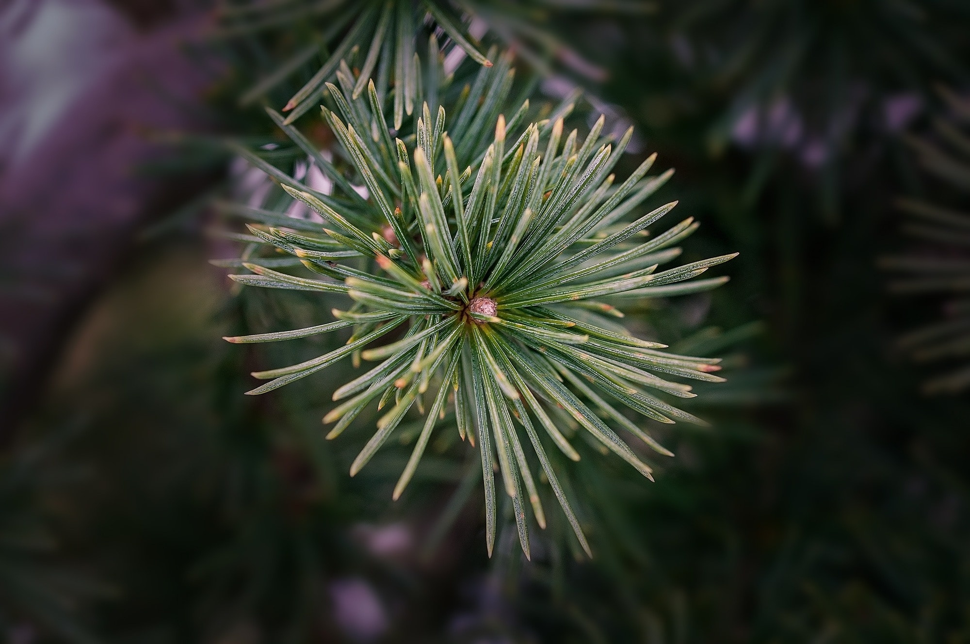 Twig, Cedar Trees Wallpaper, 2000x1330 HD Desktop